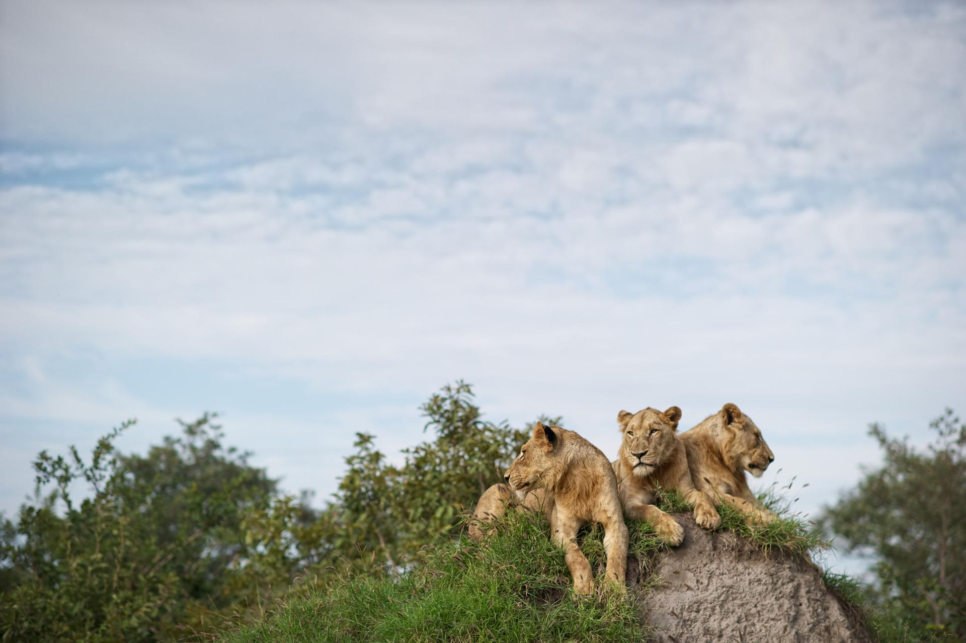 Lions seen at Singita Lebombo Lodge