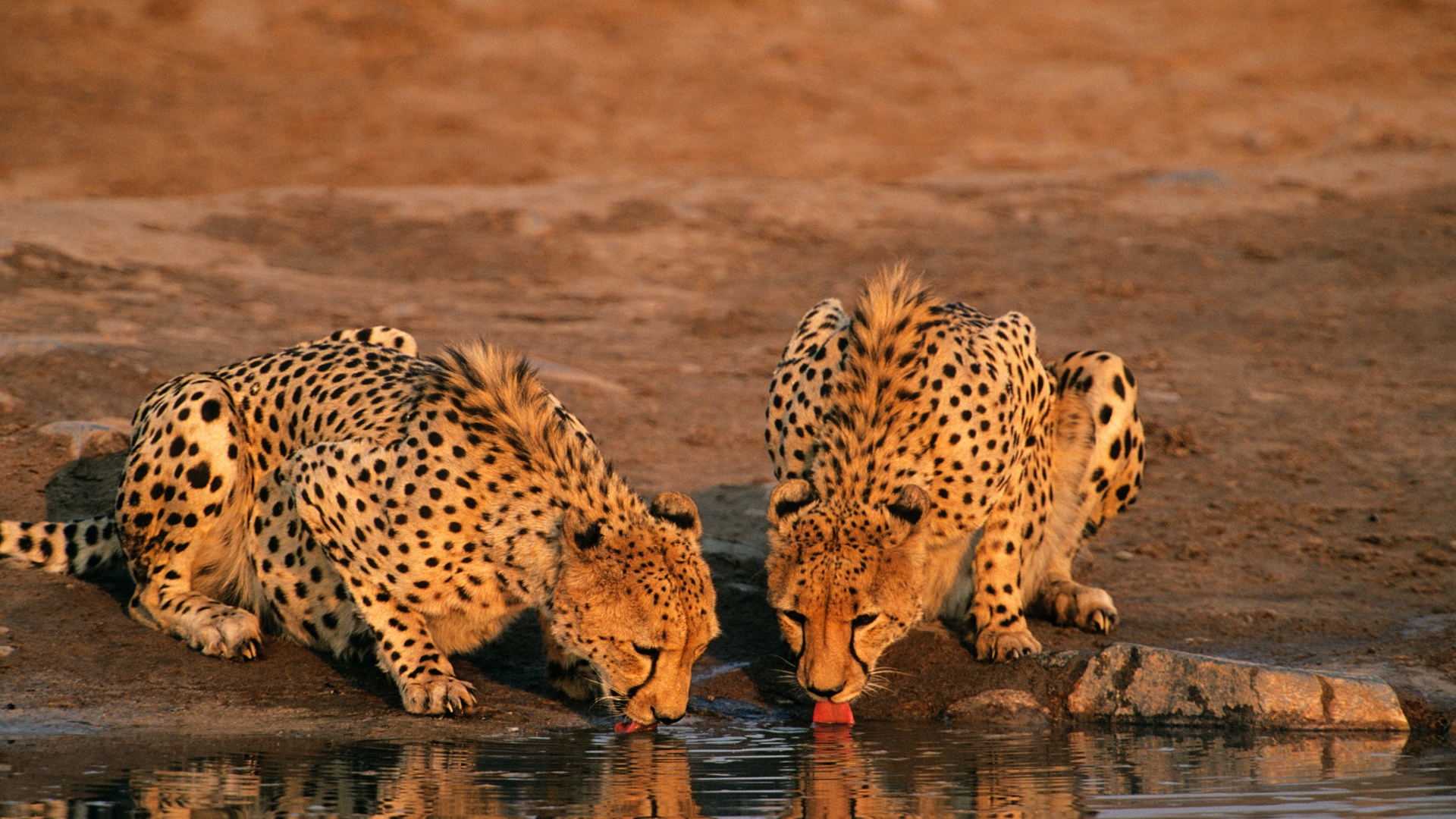 Two cheetahs are drinking water from a pond.