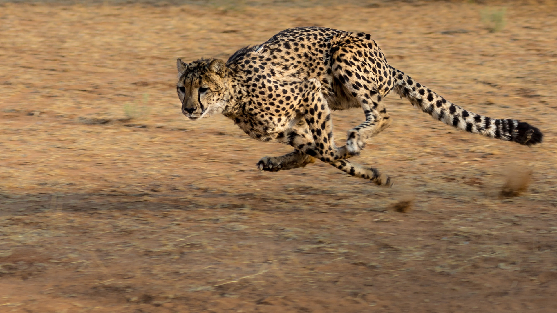 Cheetah running on safari