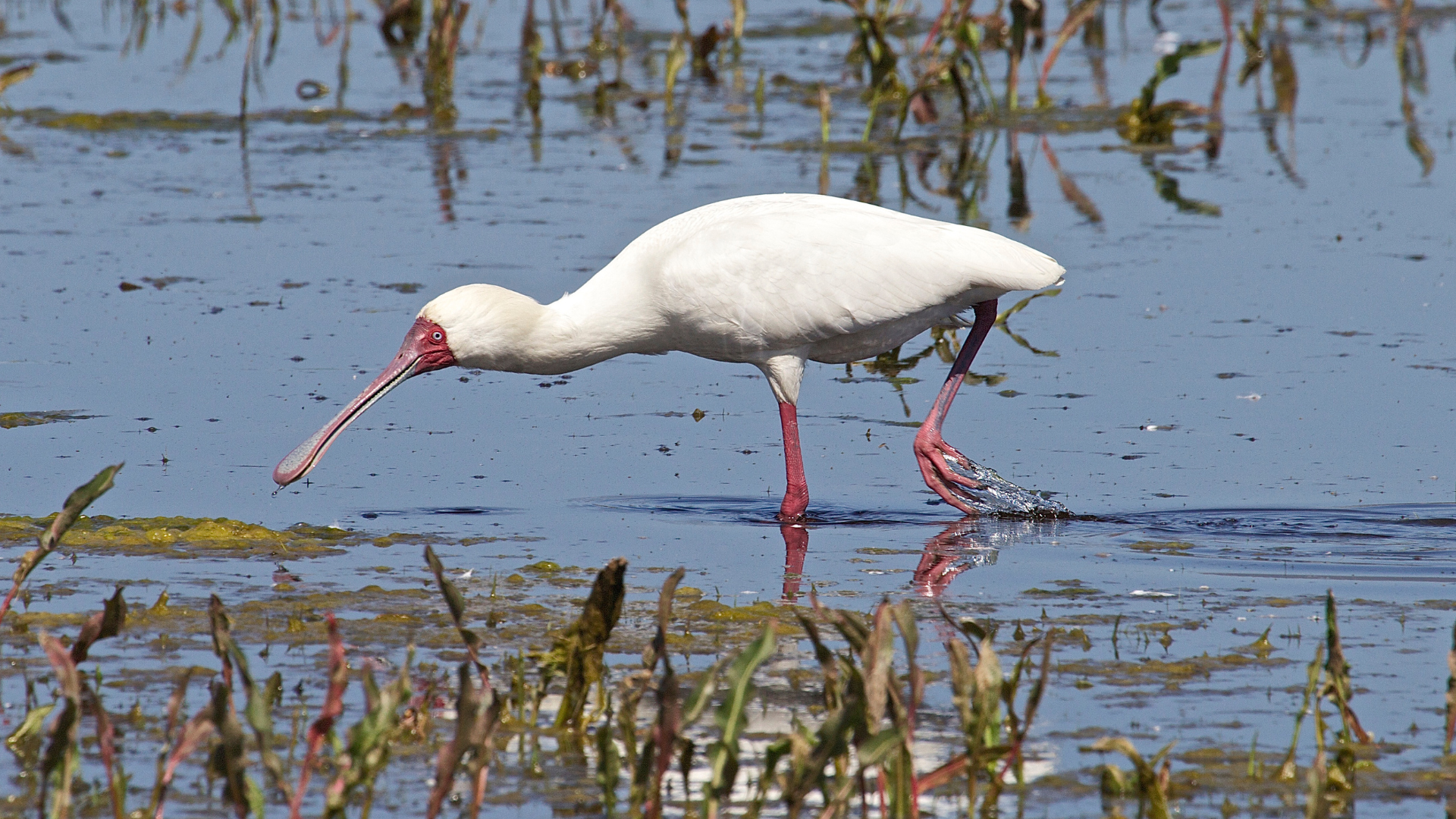 African Spoonbill