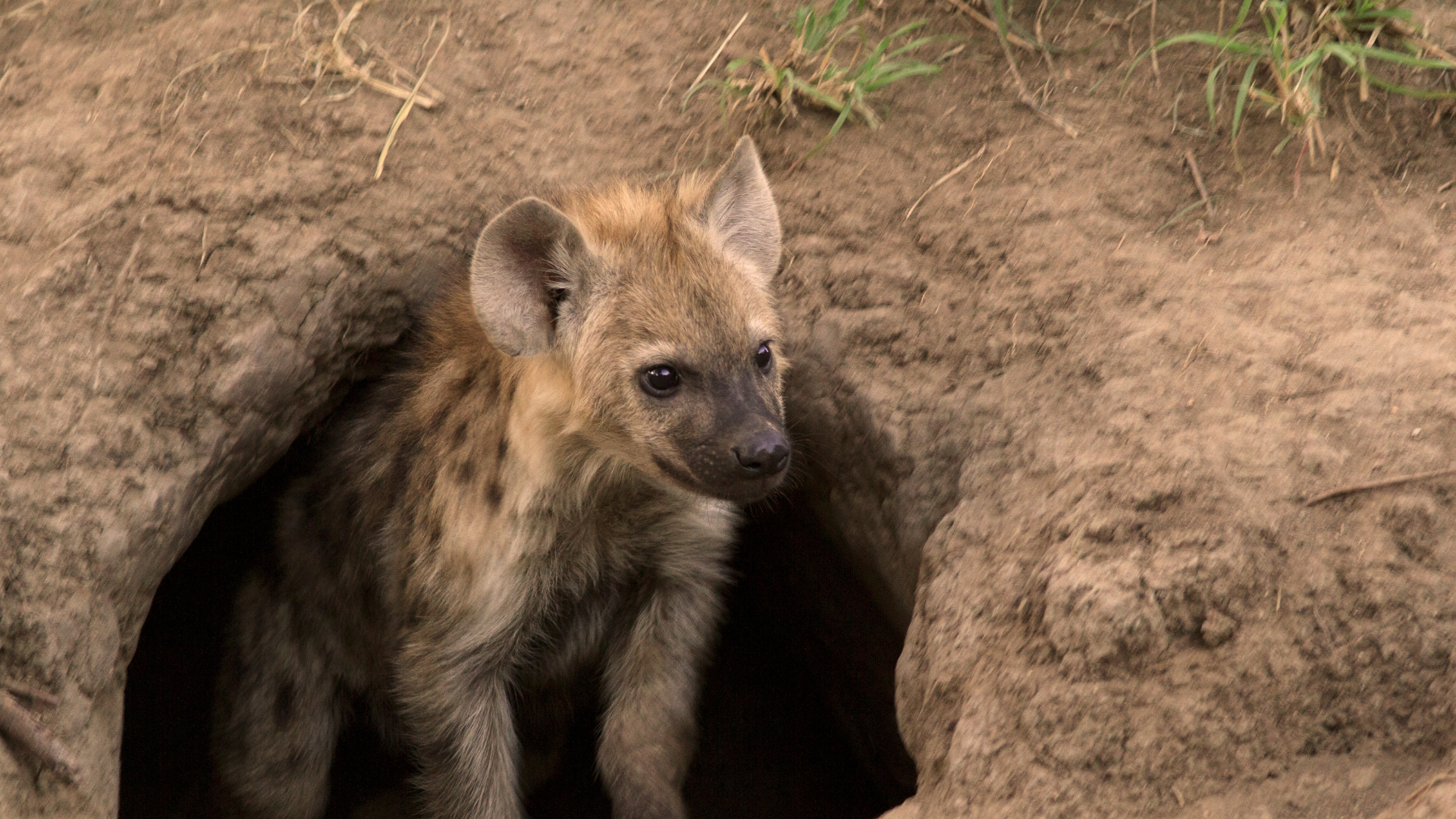 Hyena cub peering from its burrow, alert and curious, in a grassy field.