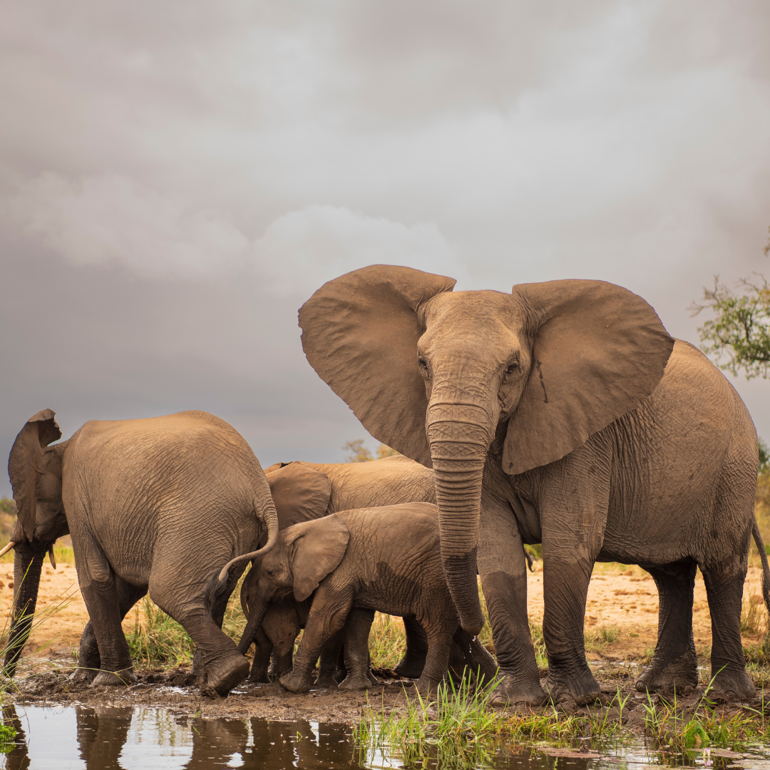 Herd of elephants, adults and calves, near watering hole under cloudy sky.
