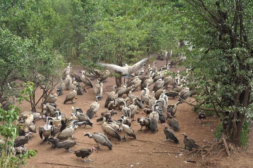 Victoria Falls Safari Lodge