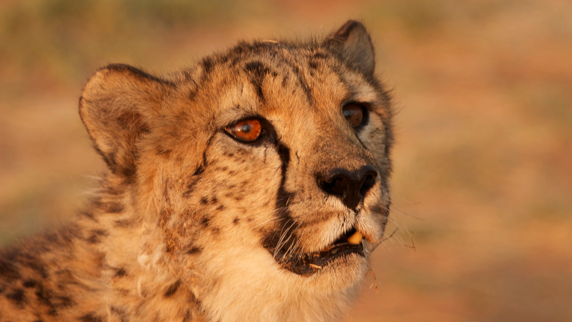 A cheetah on safari