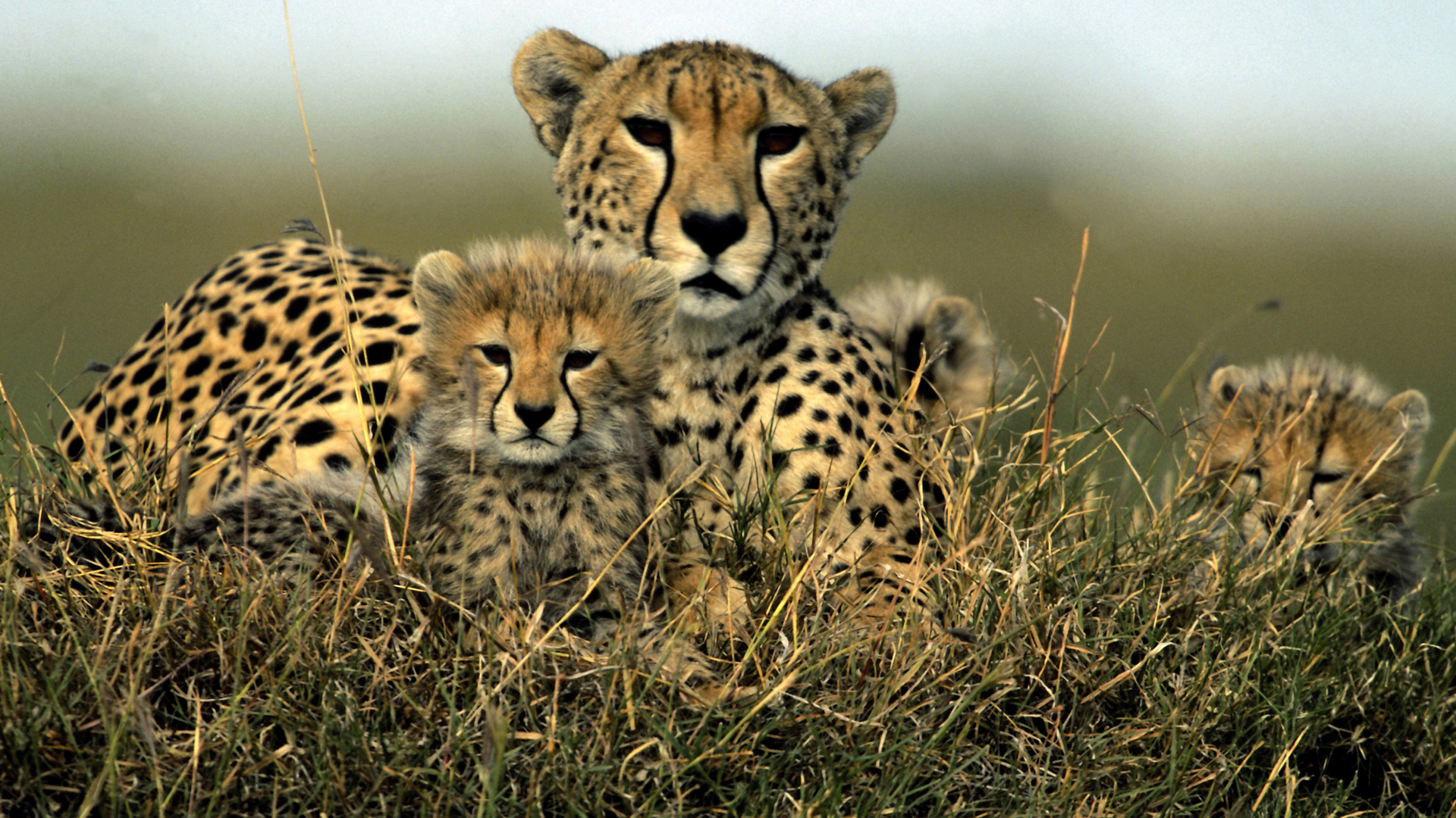 Cheetah female with her cubs on safari