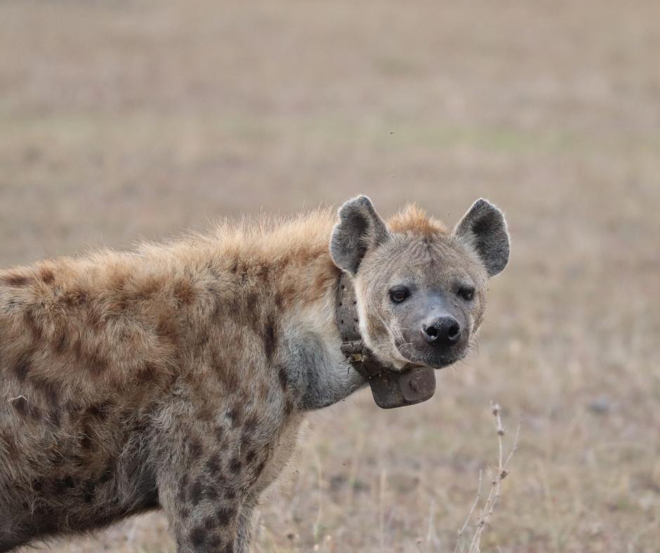 Spotted hyena wearing a collar in a grassy field, looking at the viewer.