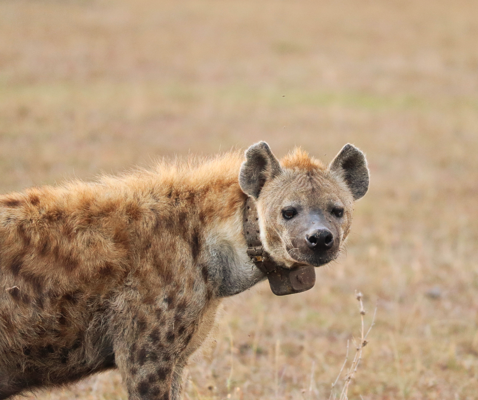 Spotted hyena in a grassy field, wearing a tracking collar; looking at the camera.