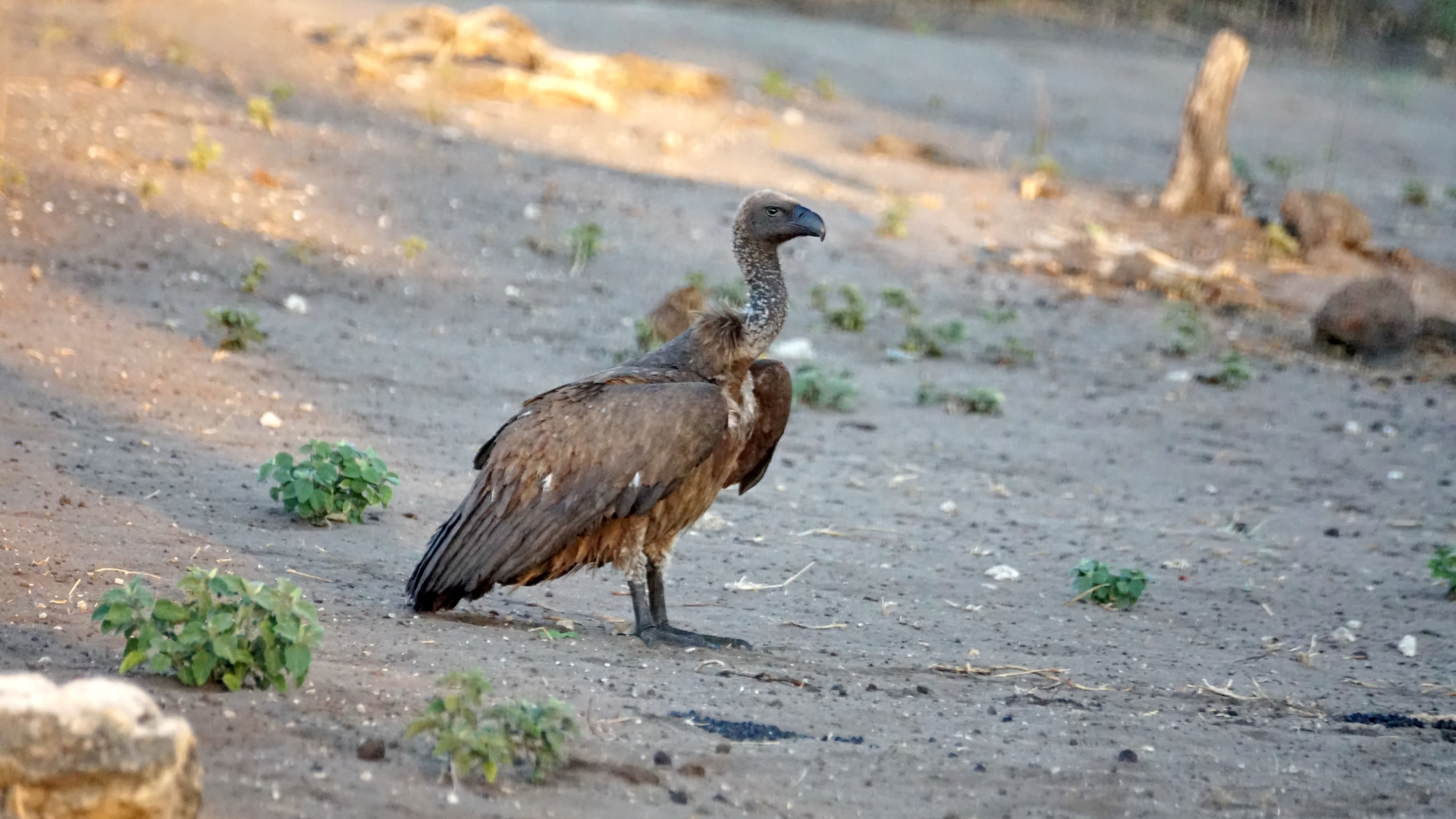 White-backed Vulture on the ground