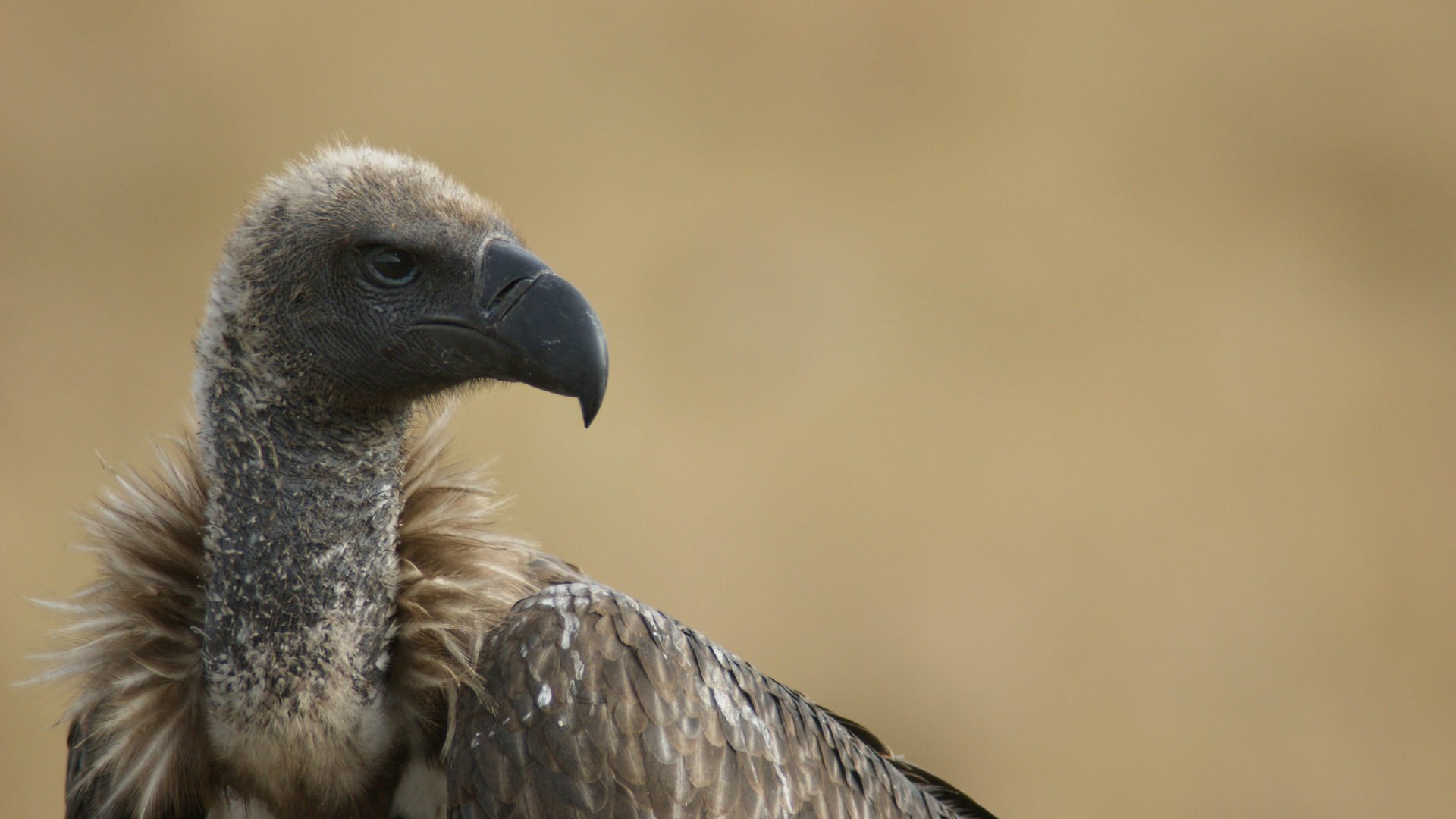 Close-up of White-backed Vulture