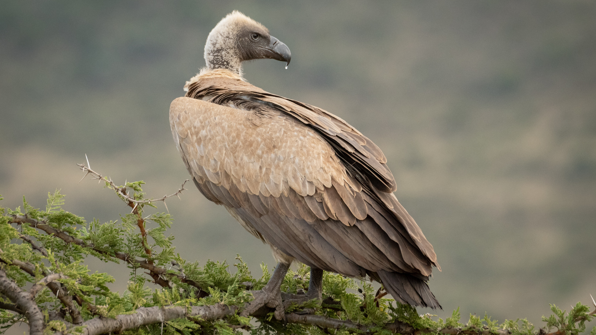 White-backed Vulture