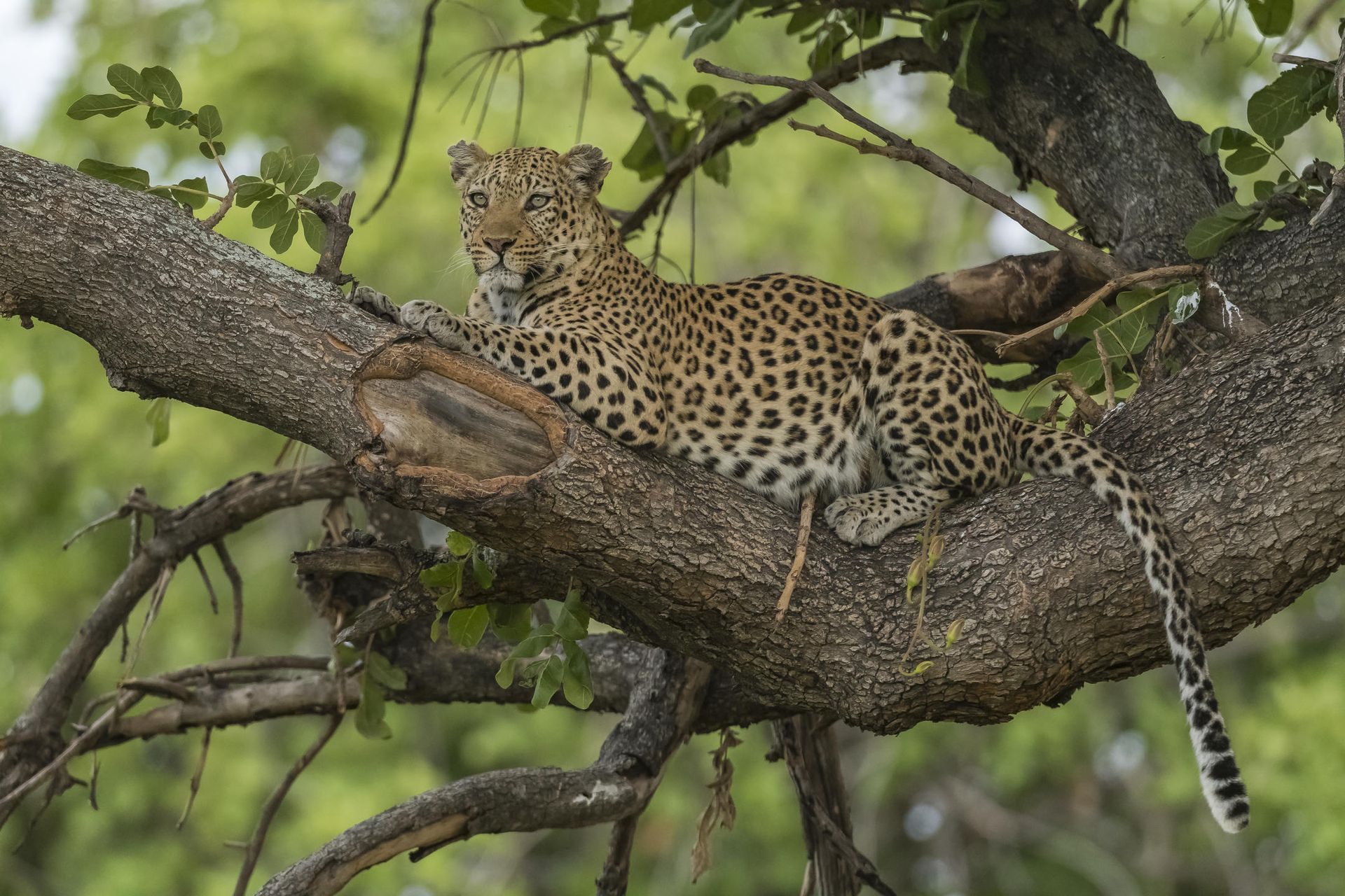 Xigera Safari Lodge