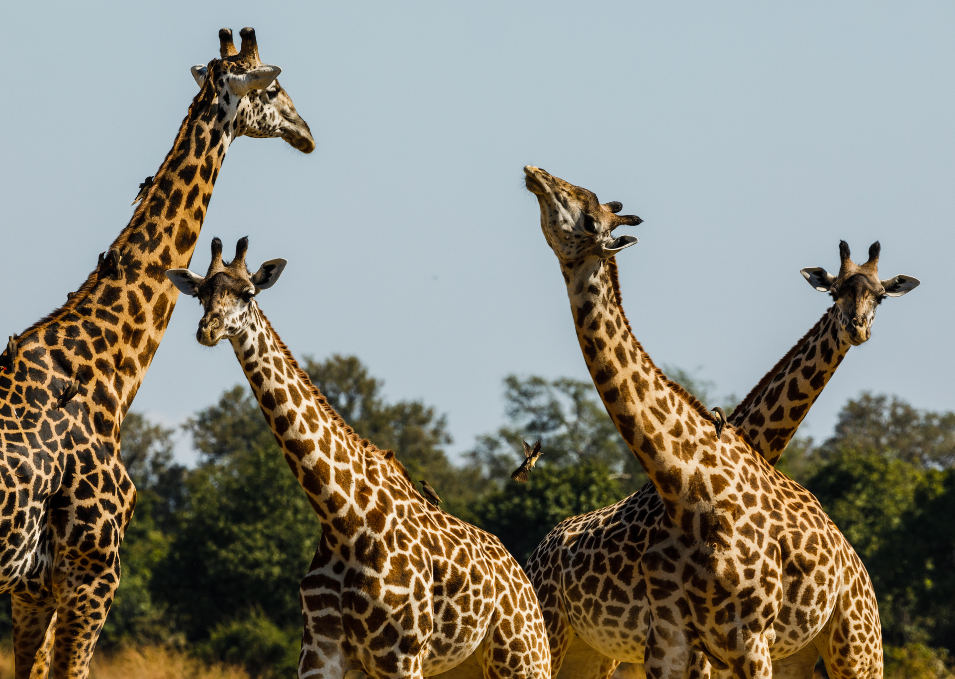 Five giraffes in a sunny savanna, with mottled brown coats and long necks. One giraffe looks upward, mouth open.