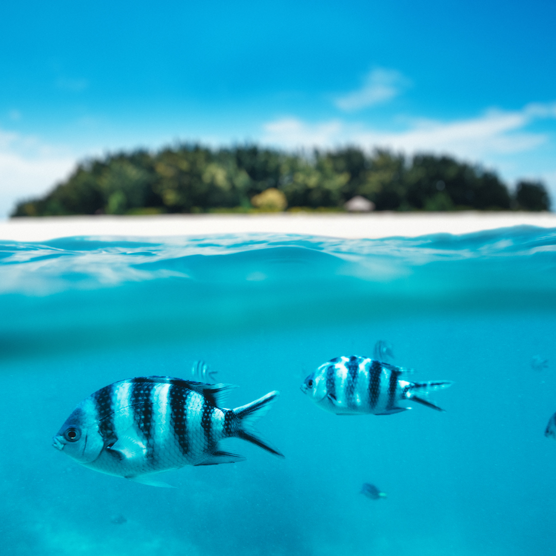 Two fish are swimming in the ocean with a small island in the background.