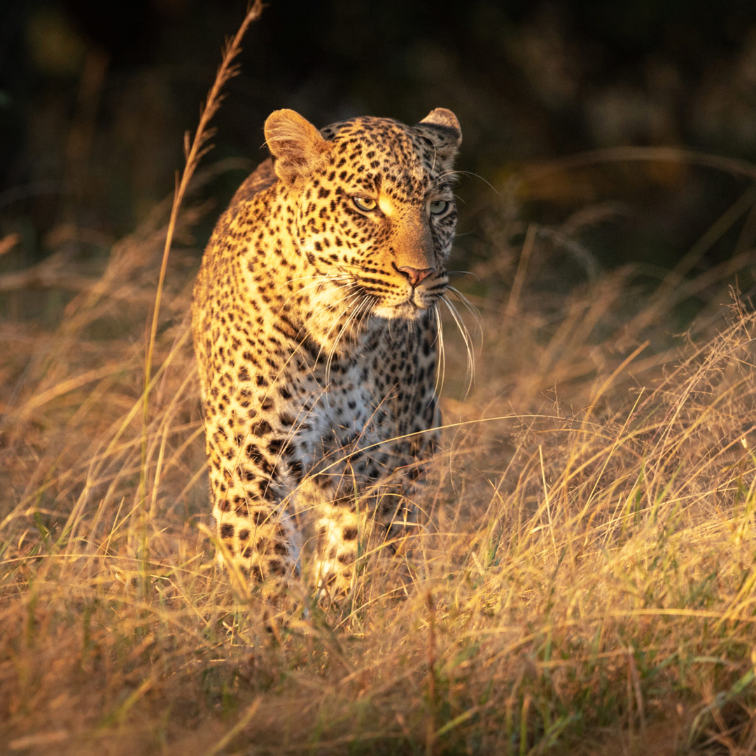 Zimbabwe Safari - Leopard