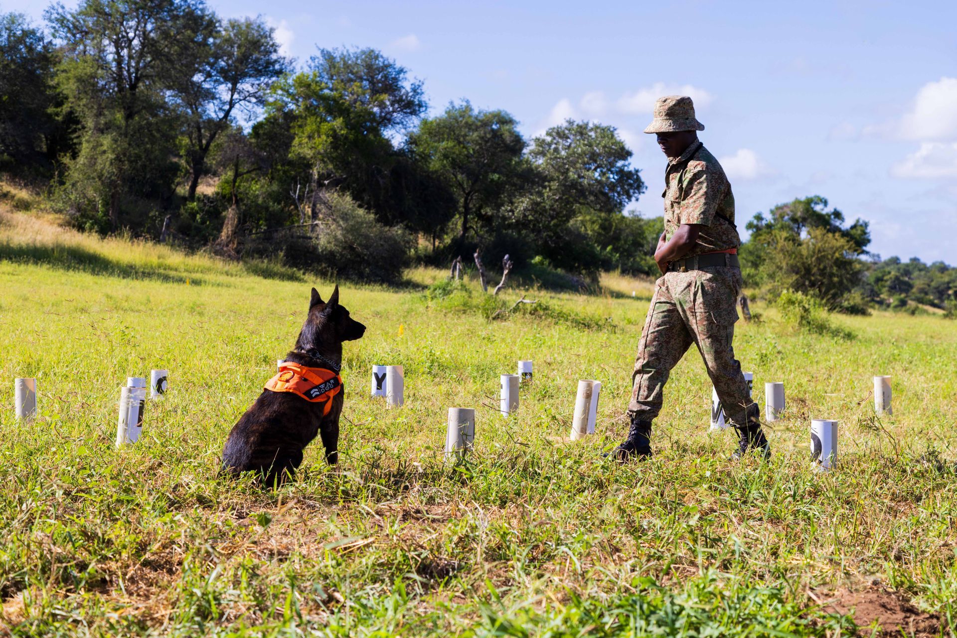 A man and a dog are standing in a grassy field
