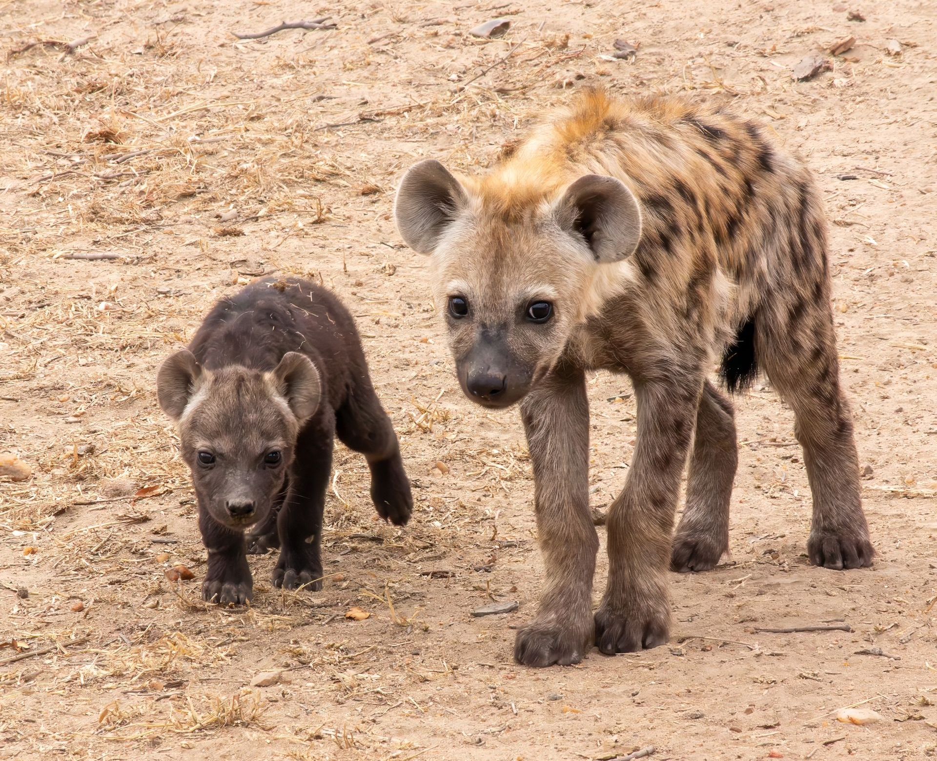 Two hyenas, one dark, the other spotted, walking on sand.