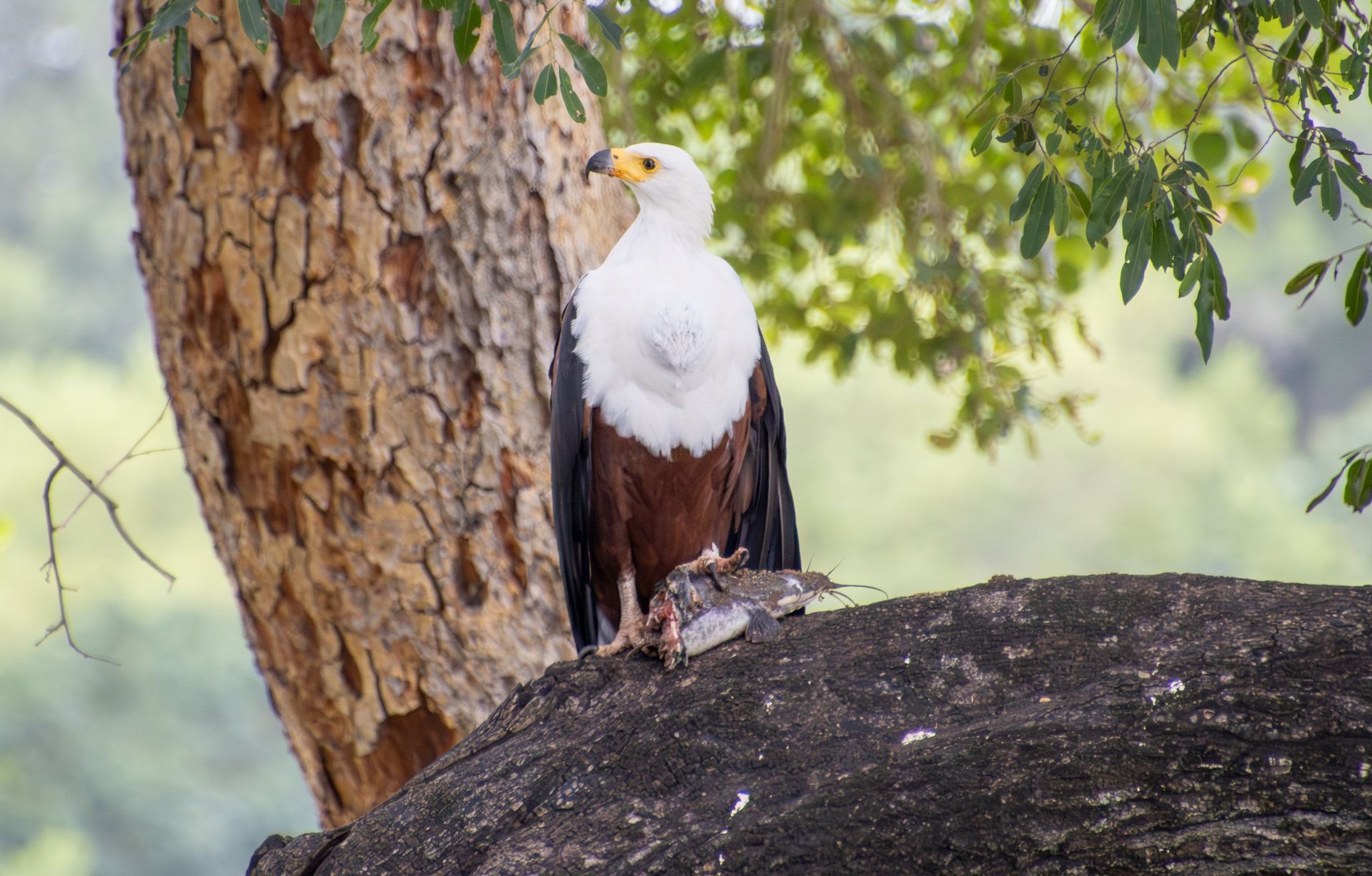 African fish eagle perched on a tree branch, eating prey. White chest, brown body, yellow beak.