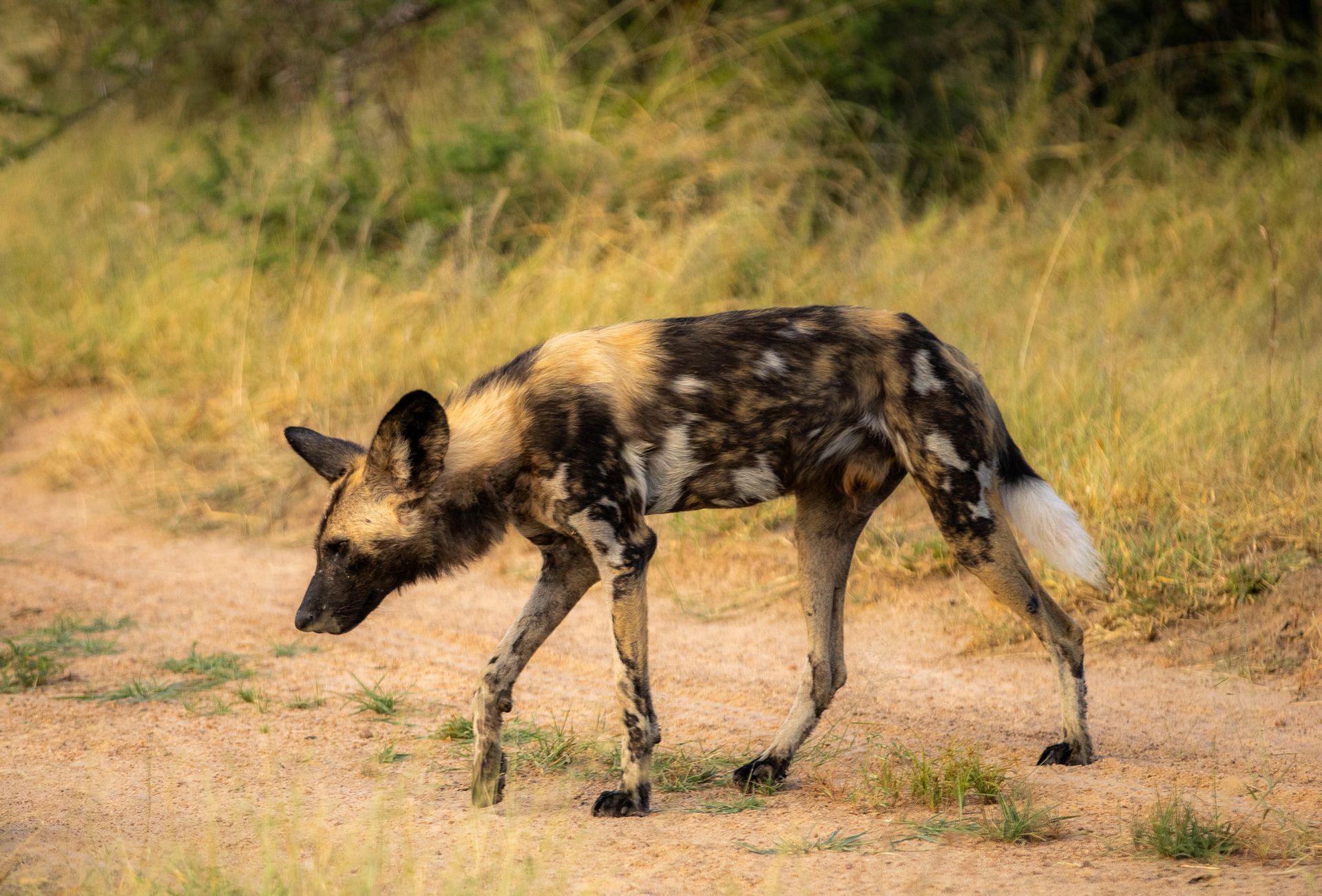 African Wild Dog in Klaserie on the Ultimate African Safari