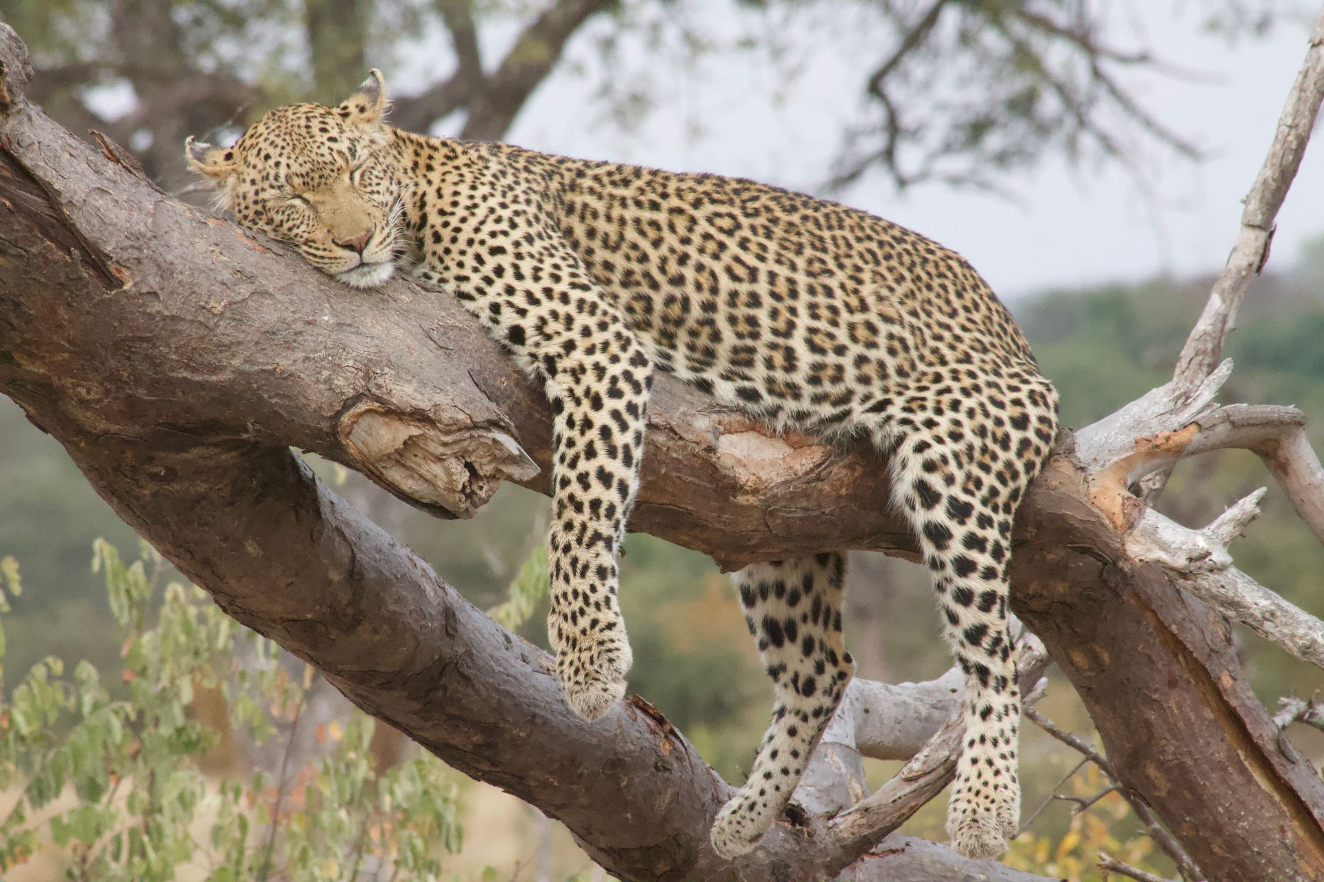 Leopard resting on a tree branch, spotted coat visible, eyes closed.