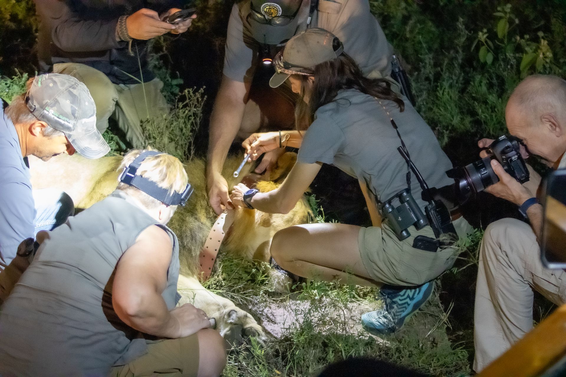 People working to attach something to the genitals of a sedated lion at night.