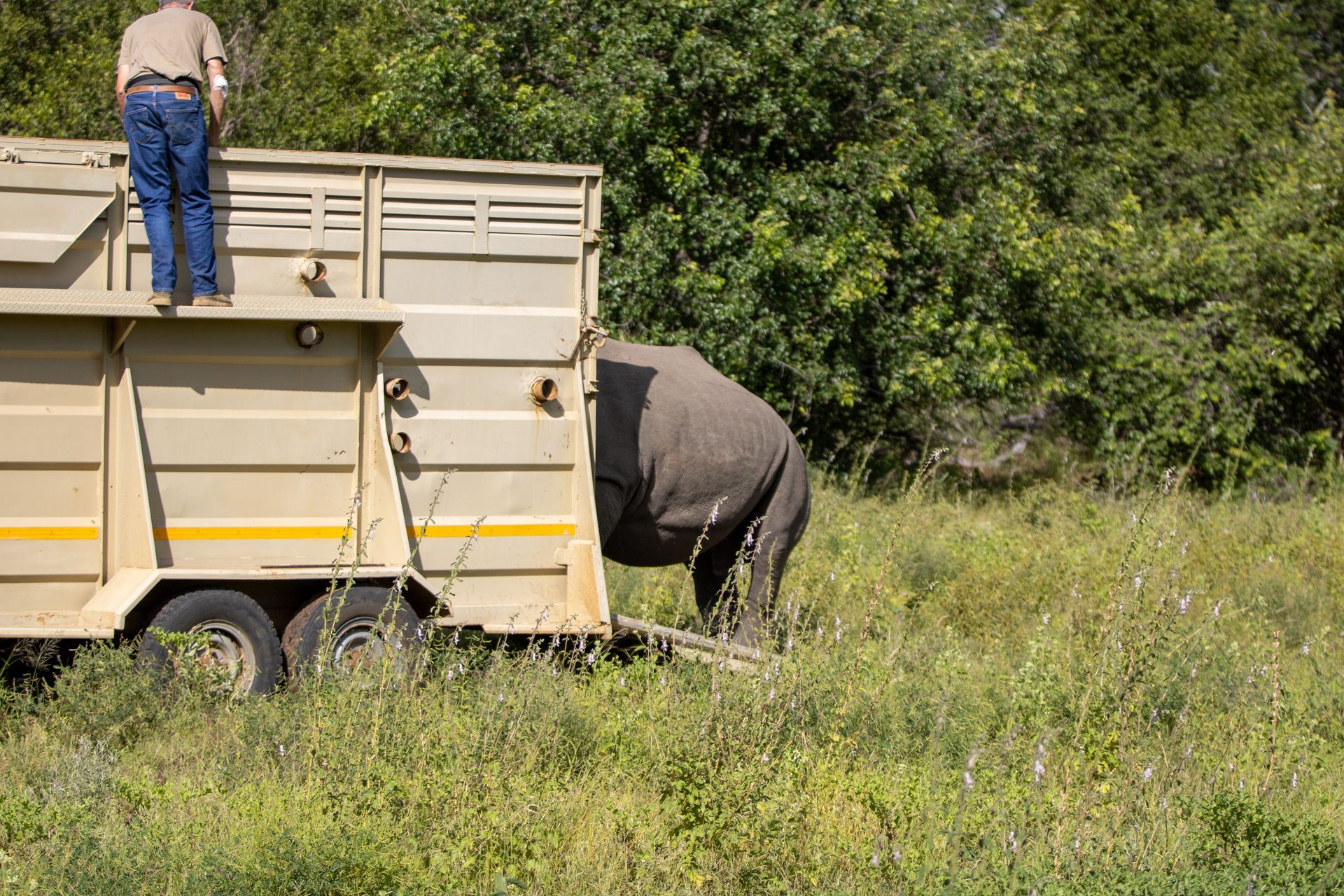 A man stands on top of a livestock trailer as an elephant attempts to enter it from the side, in a grassy, outdoor area.