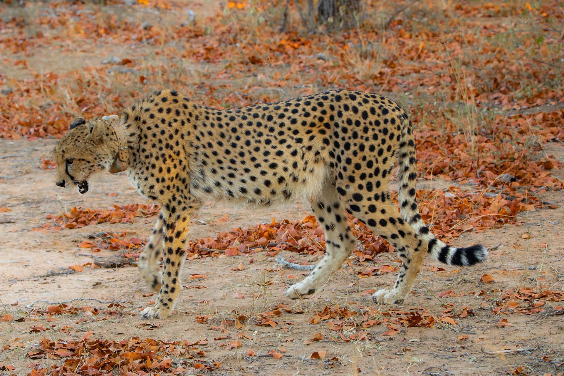 Cheetah walking on a dirt path, surrounded by fallen brown leaves, with open mouth.