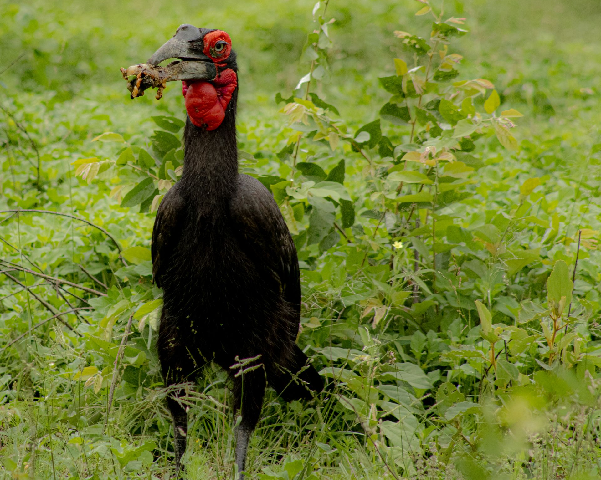 Dark Southern Ground Hornbill with red throat waddles through green grass, carrying food in its beak.