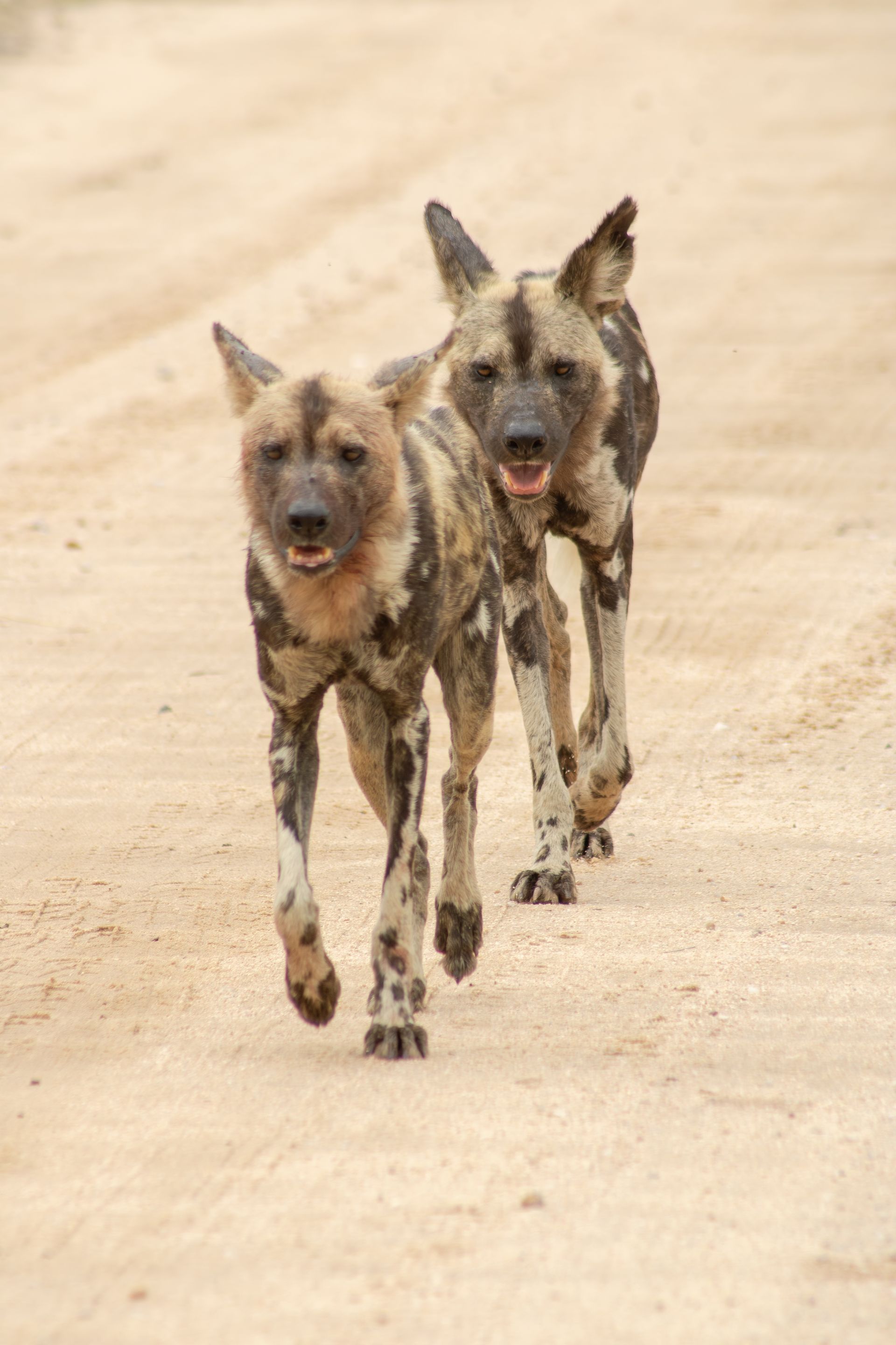 Two African wild dogs with mottled fur walk forward on a sandy path.