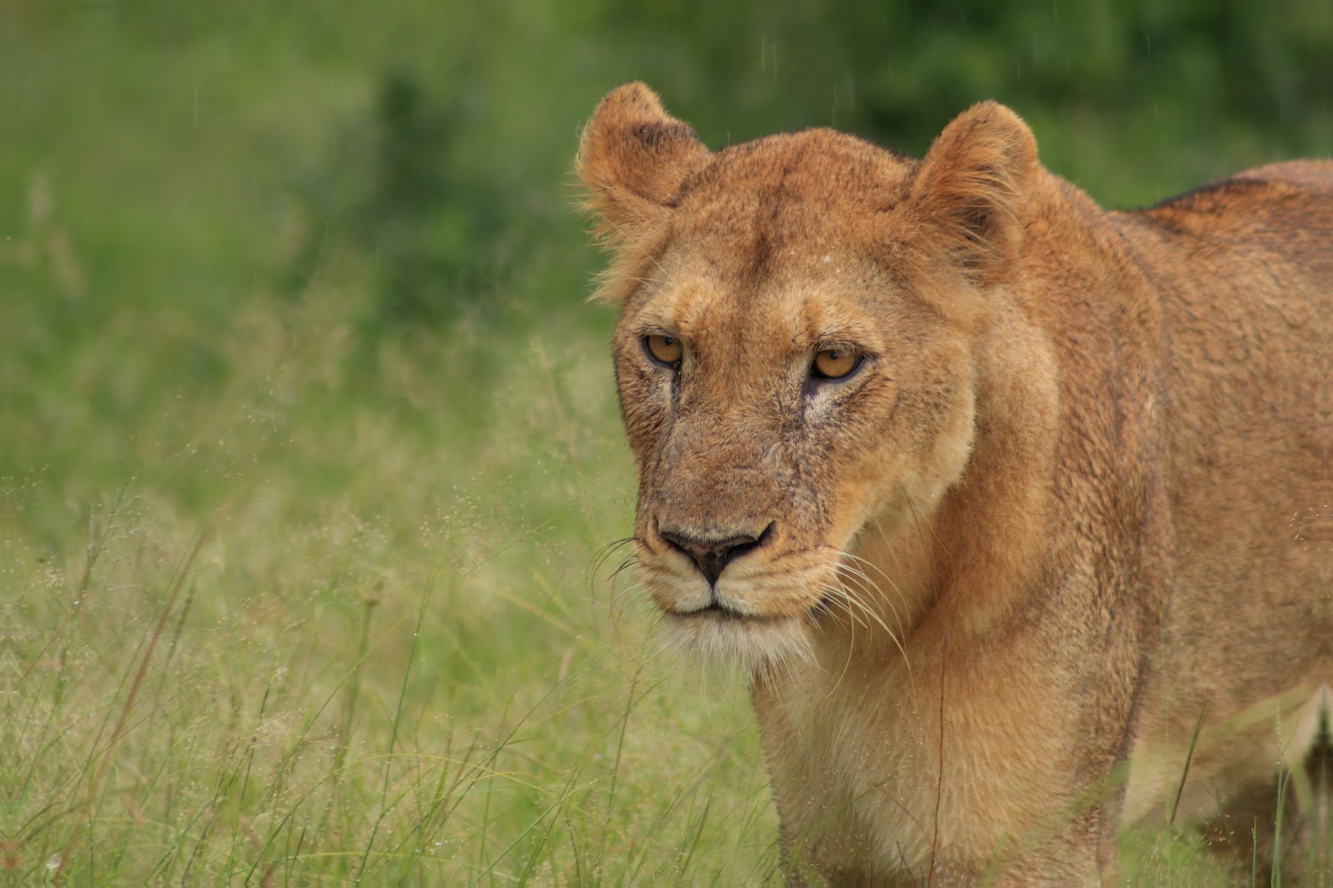 Lioness in a grassy field, looking alert with focused eyes.