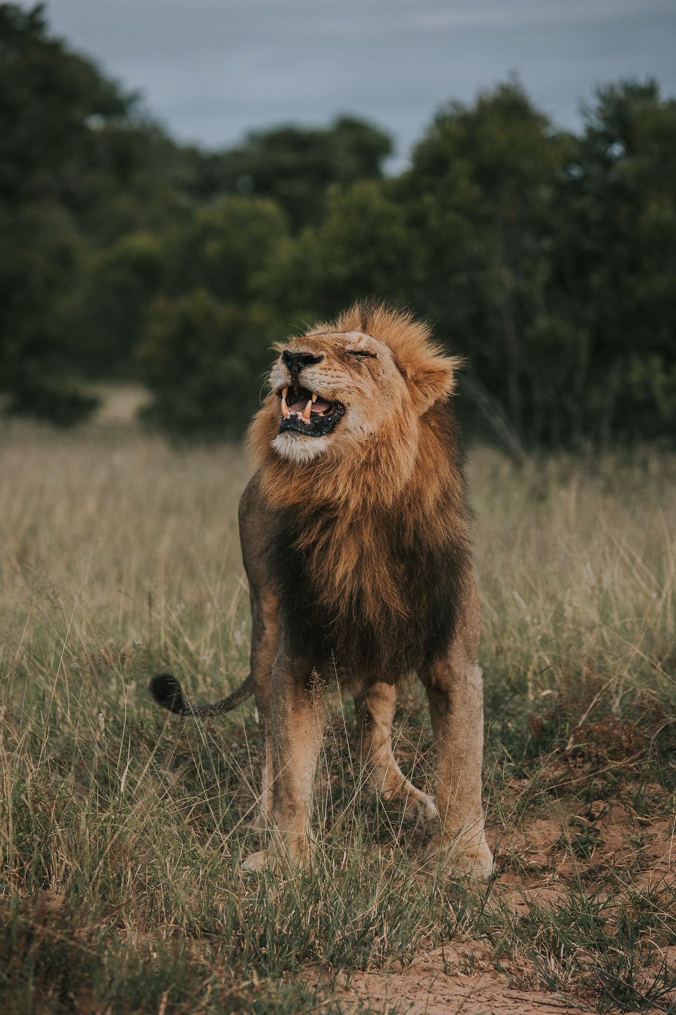Tanda Tula Game Drives