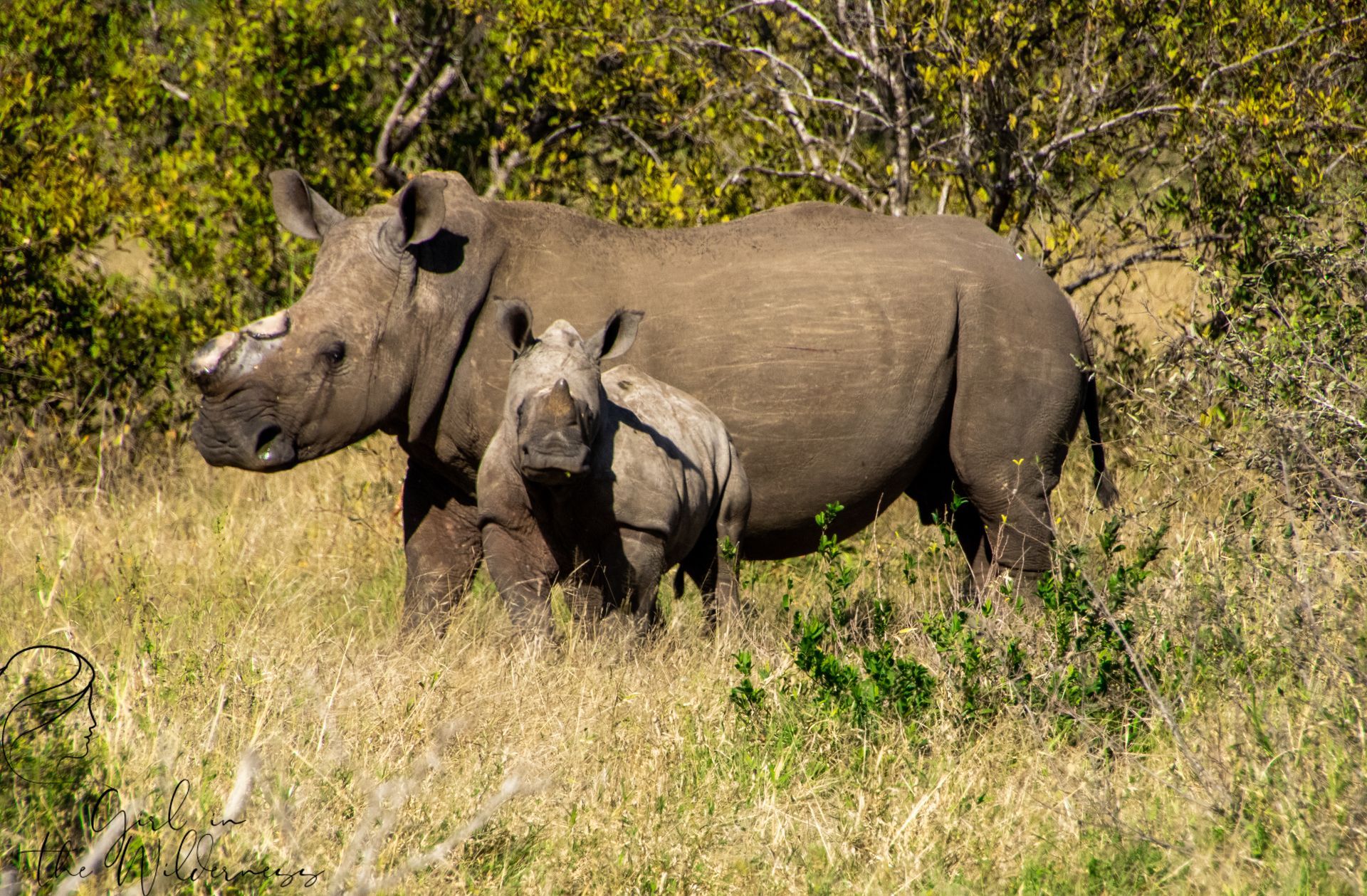 Rhino and calf in grassy field. Mother and baby stand together in the African savanna.