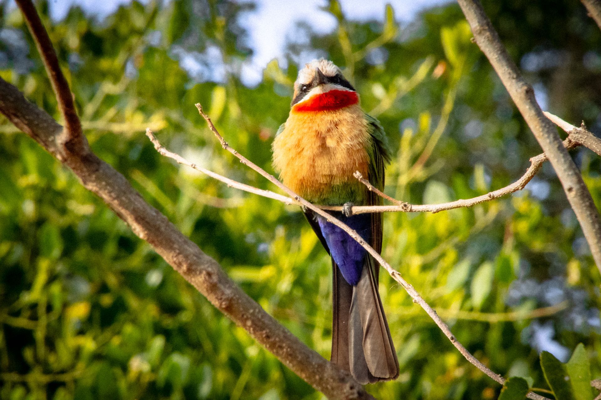 Colorful white-fronted bee-eater bird perched on a branch with green foliage in the background.