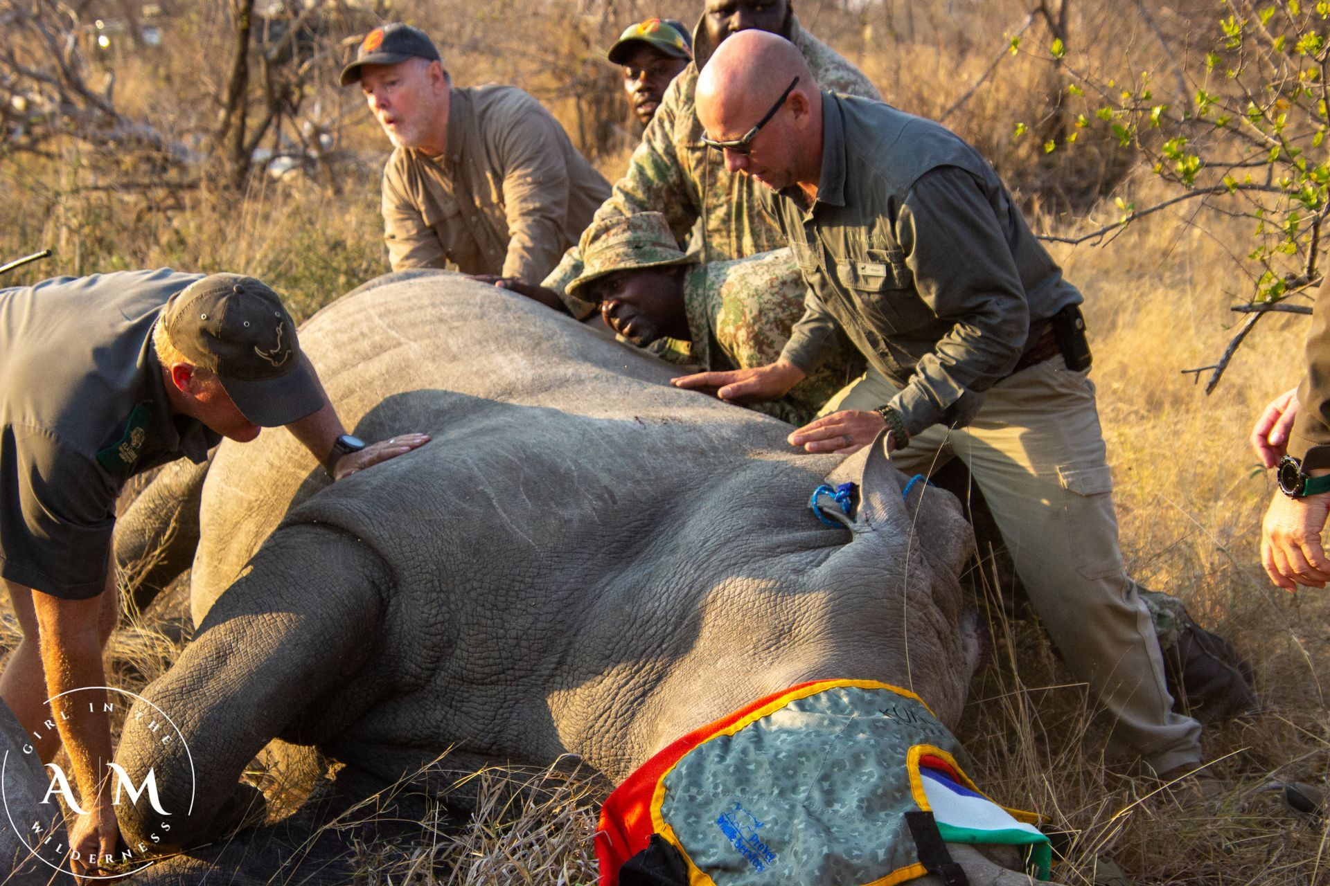 Men dehorning a sedated rhino in a grassy field.