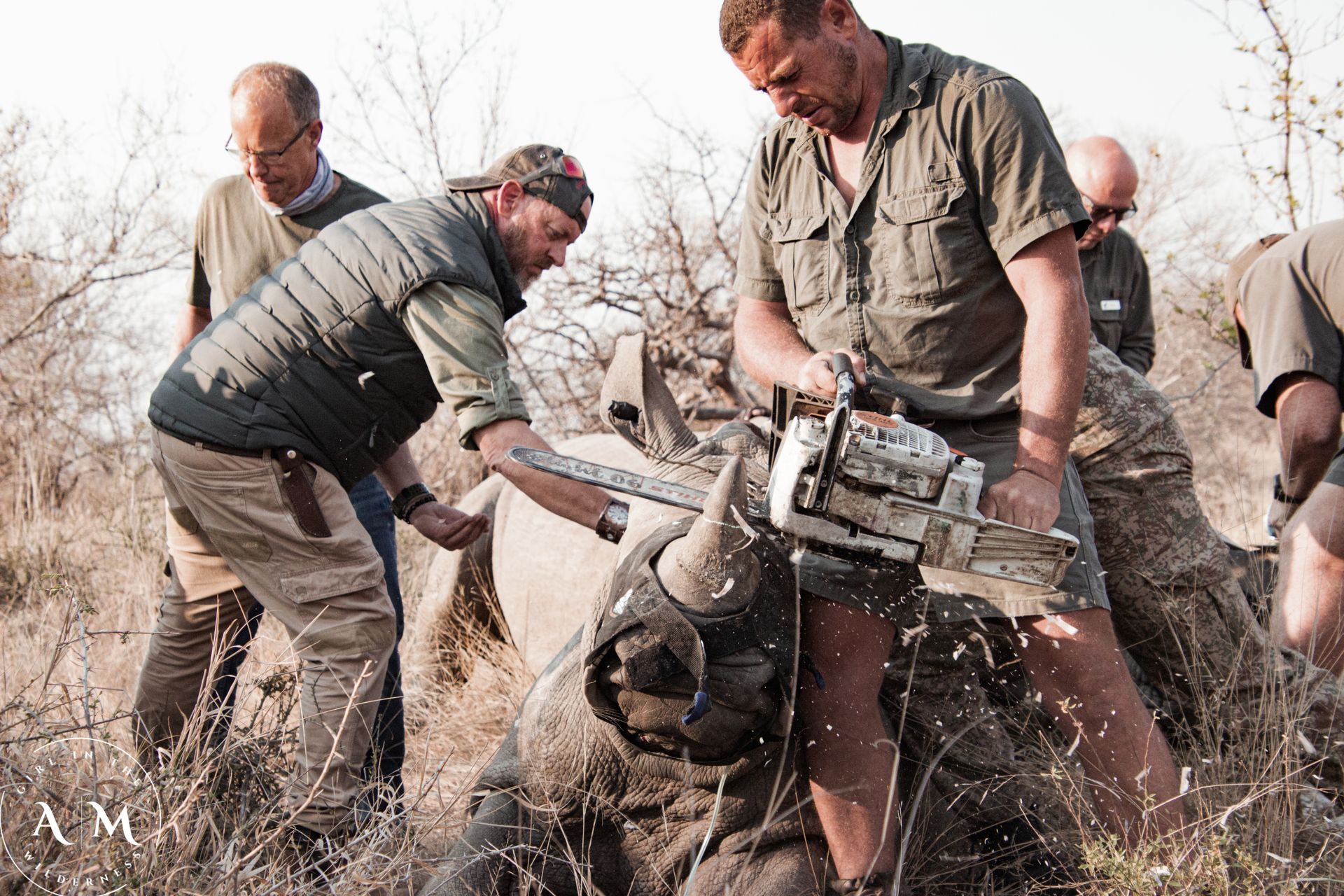 Men using a chainsaw to remove a rhino's horn in a field, likely for conservation efforts.