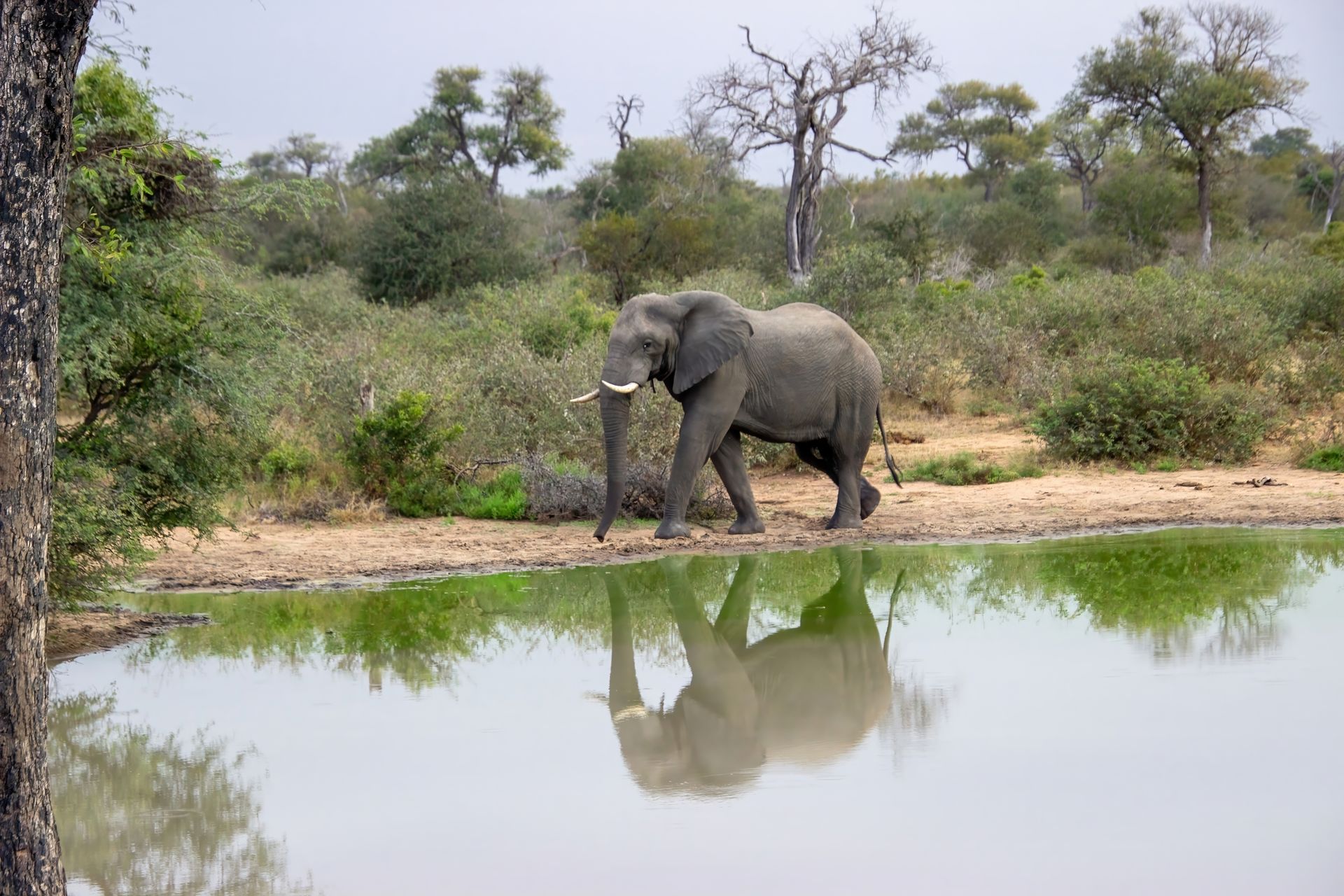 An Elephant walking towards a waterhole in the Timbavati