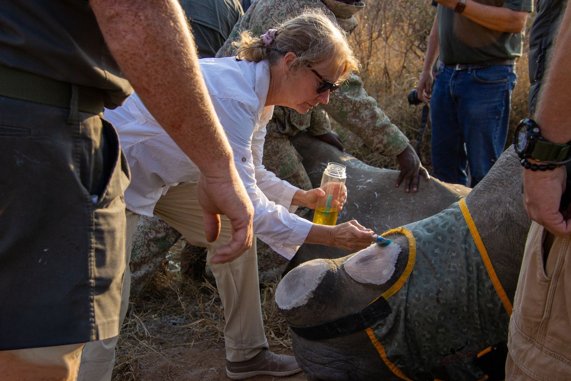 Woman treating rhino; people surround it in sunny outdoor setting. 