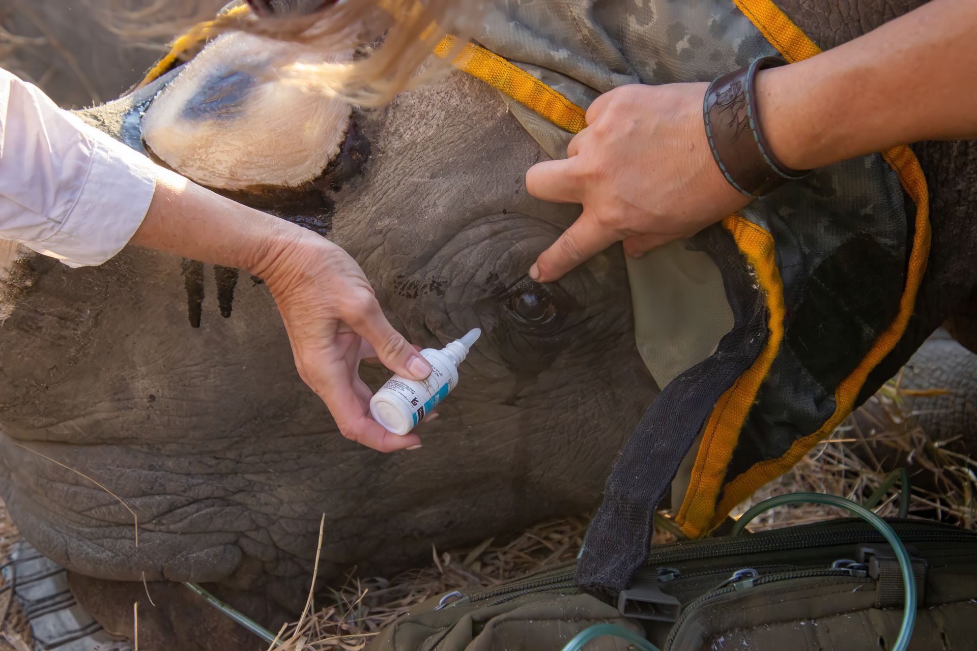 People treating a rhino's eye, applying medicine. Outdoors, close-up.