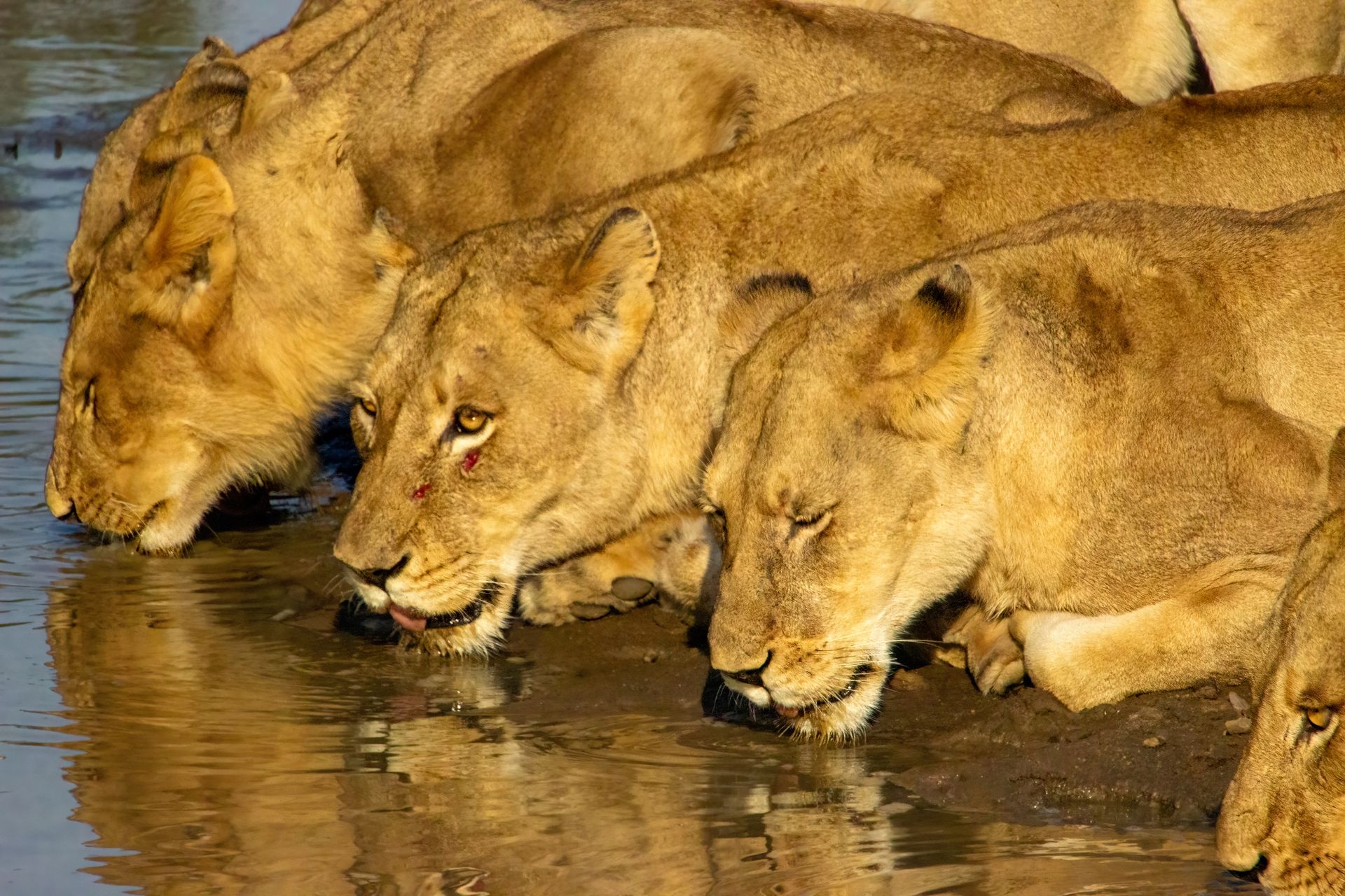 Lions drinking water from a pond; golden fur, sunny setting. Timbavati Private Nature Reserve