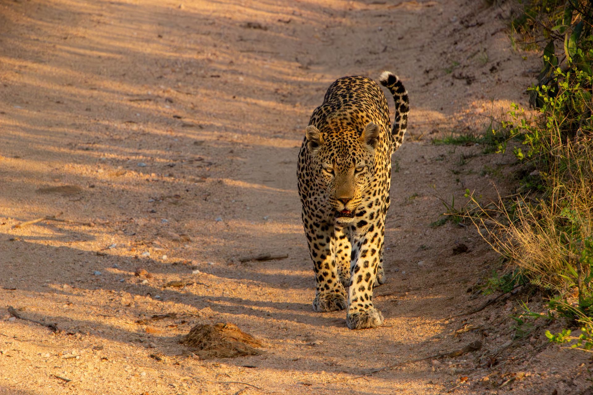 Leopard walking towards camera on a dirt path, golden hour sunlight.