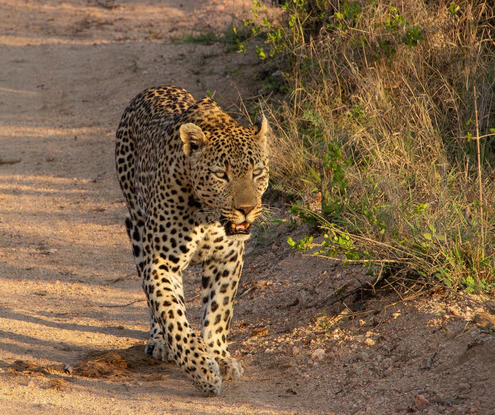 Leopard walking forward on a dirt path; tan and black spotted coat, green vegetation nearby.
