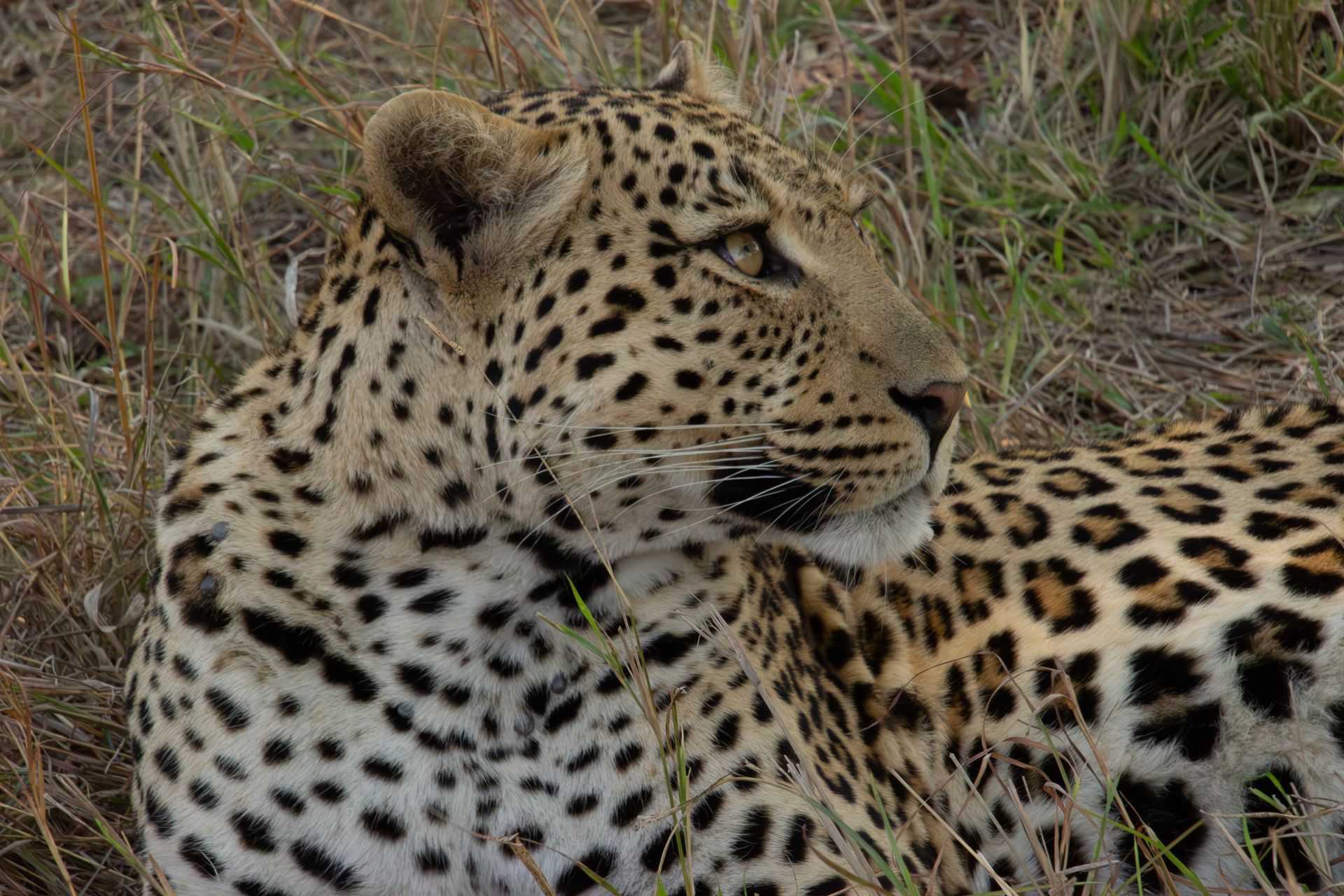 Leopard with spotted coat rests in tall grass, gazing attentively.