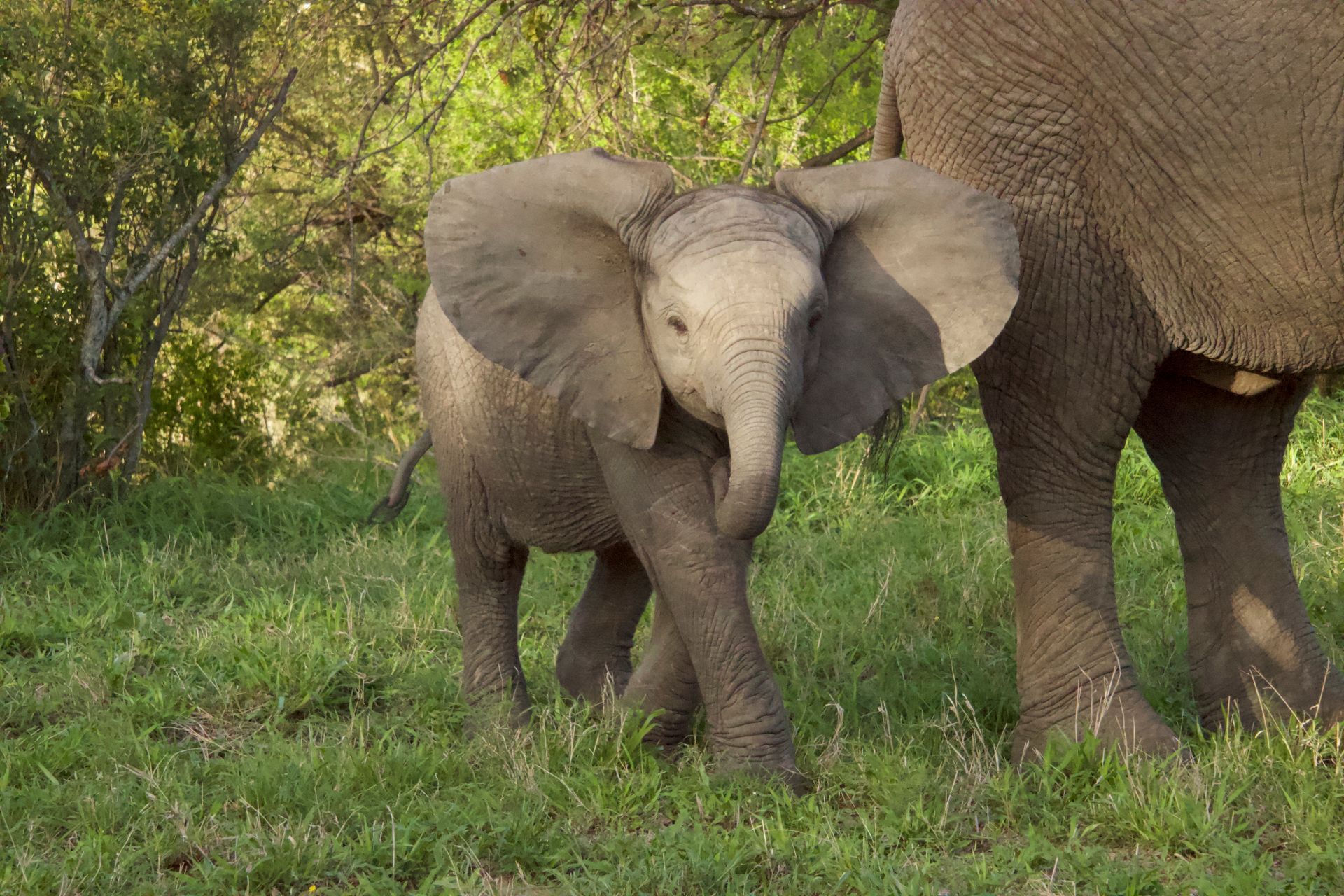 Baby elephant walks in grassy field near adult elephant.