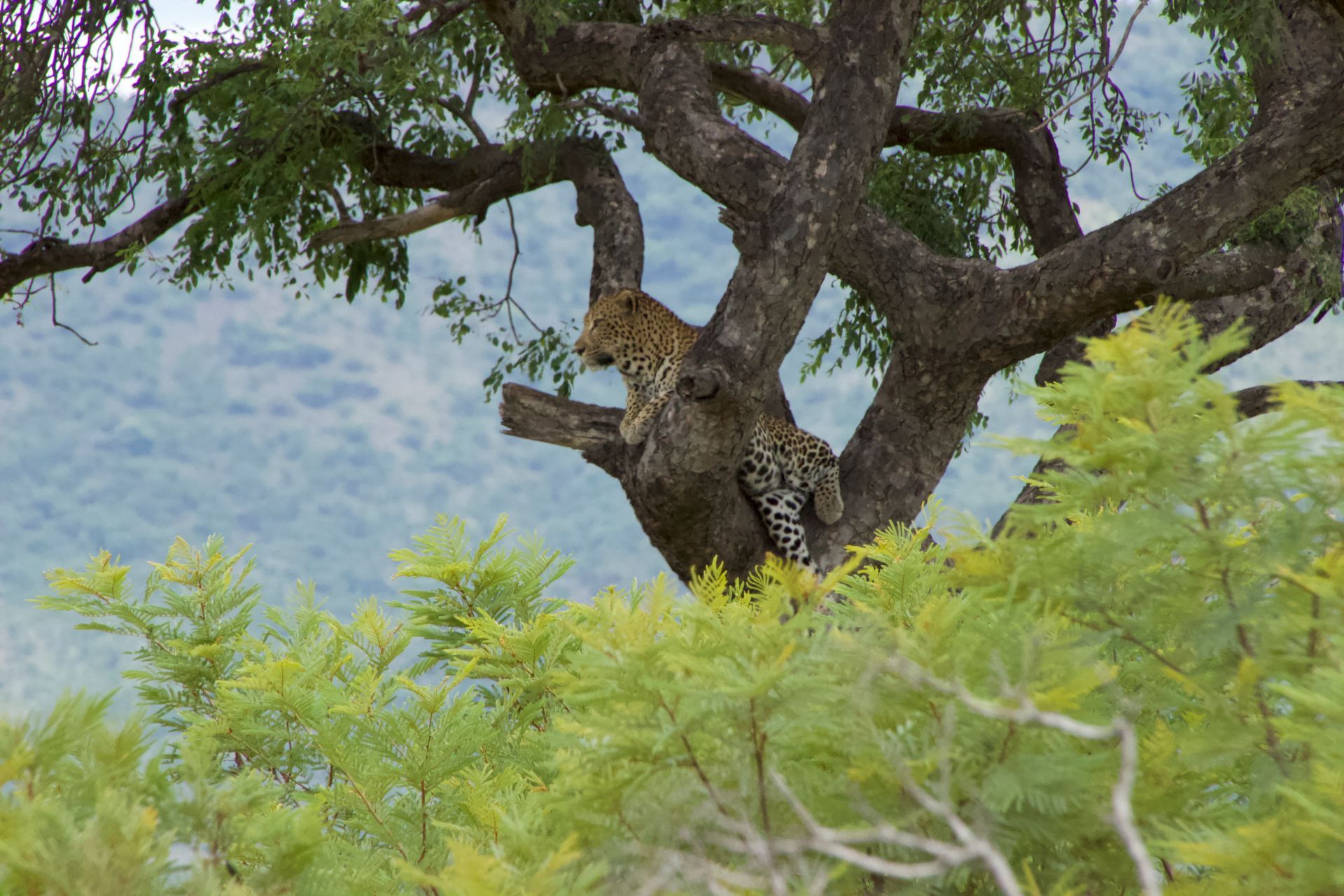 Leopard perched high in a tree, looking down. Lush green foliage surrounds the tree. Taken in the Kruger National Park