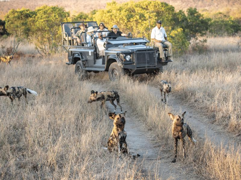 African Wild Dogs on Safari at Makanyi