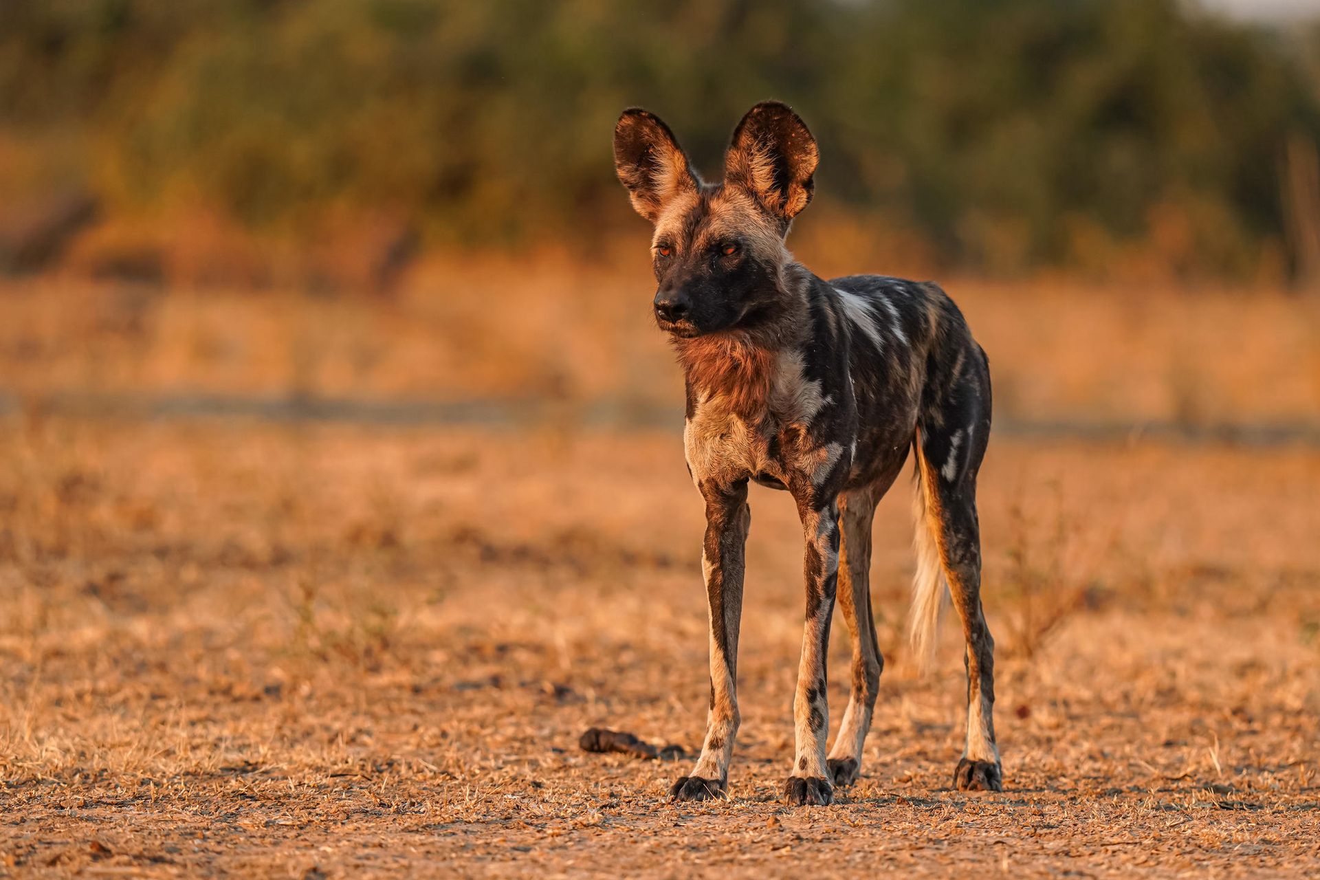 African Wild Dog at Chikunto Safari Lodge