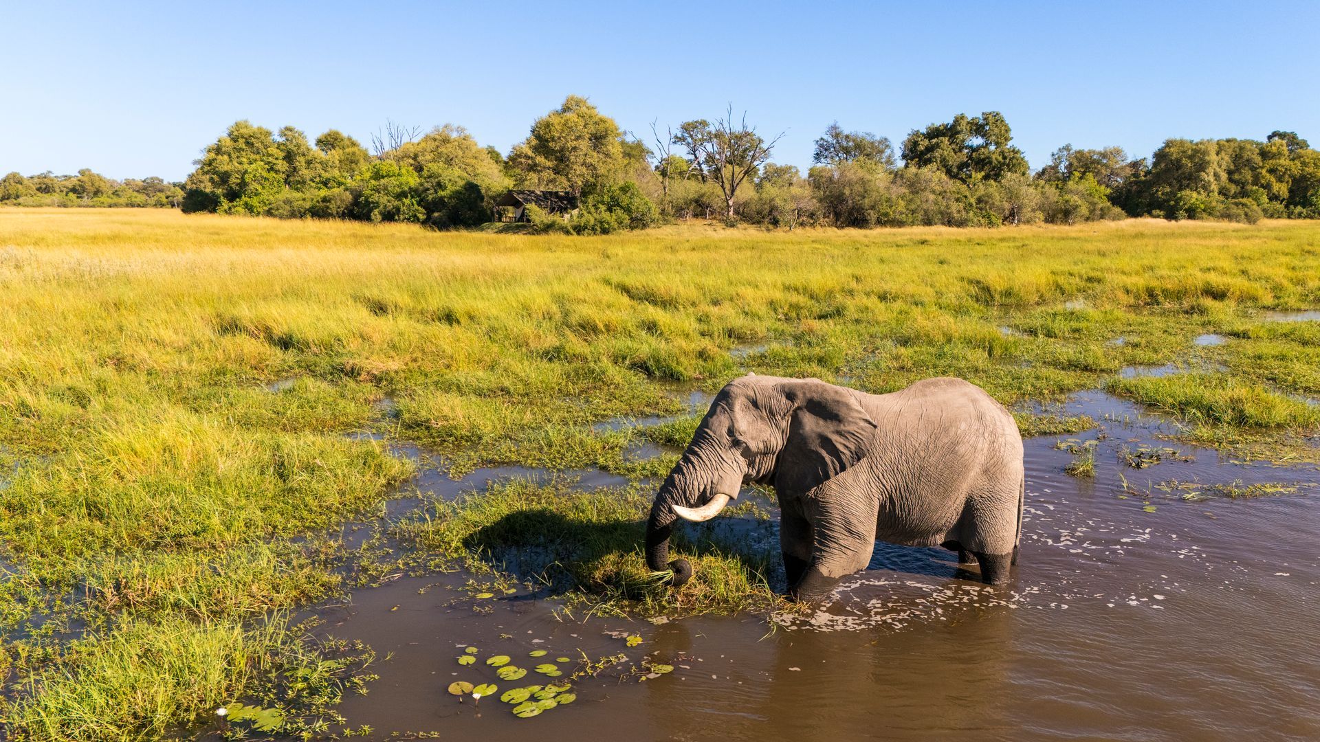 Elephant standing in water, eating grass, sunny day. Lush green vegetation and trees in background.