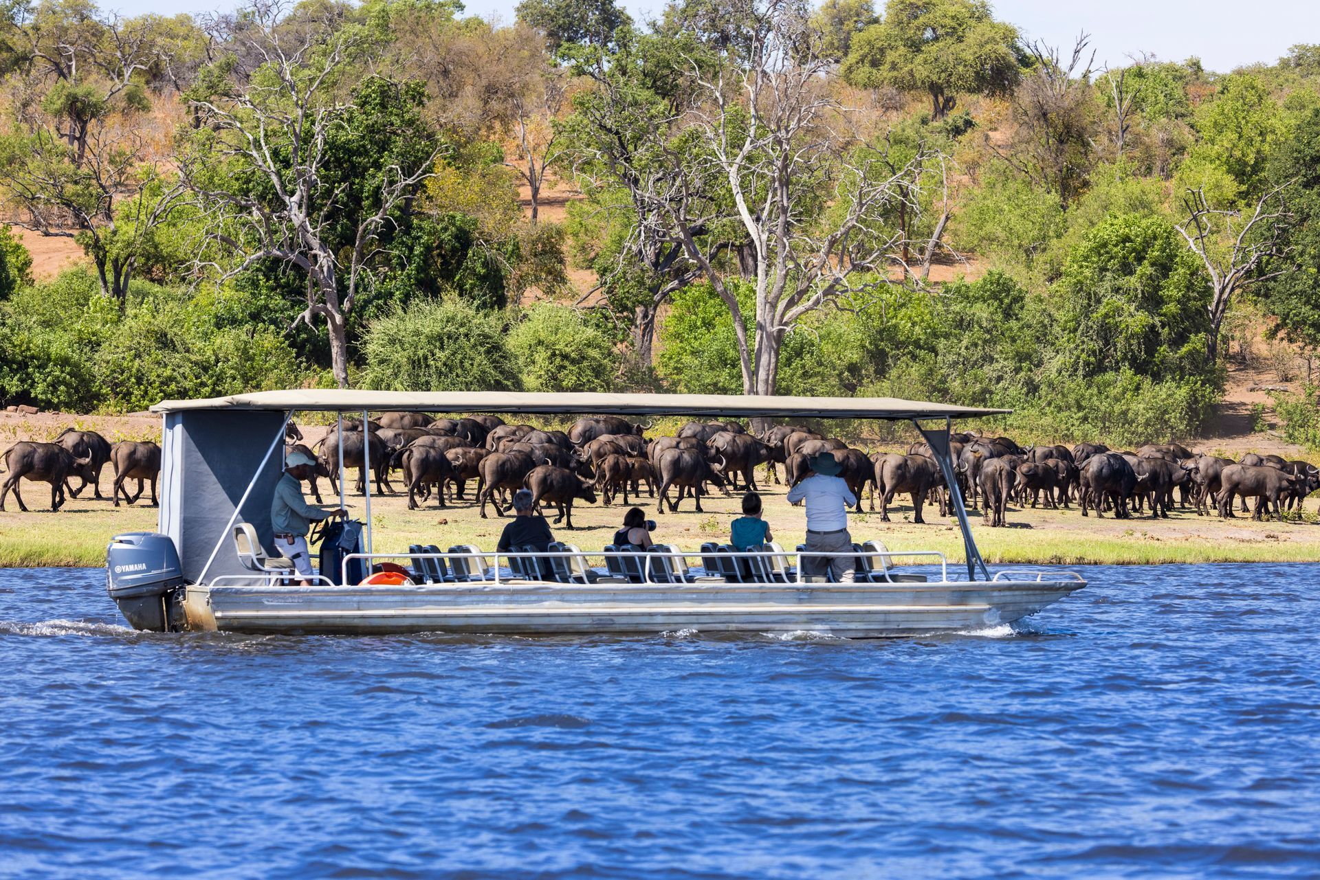 Boat carrying tourists on water, watching a large herd of buffalo grazing on the bank.
