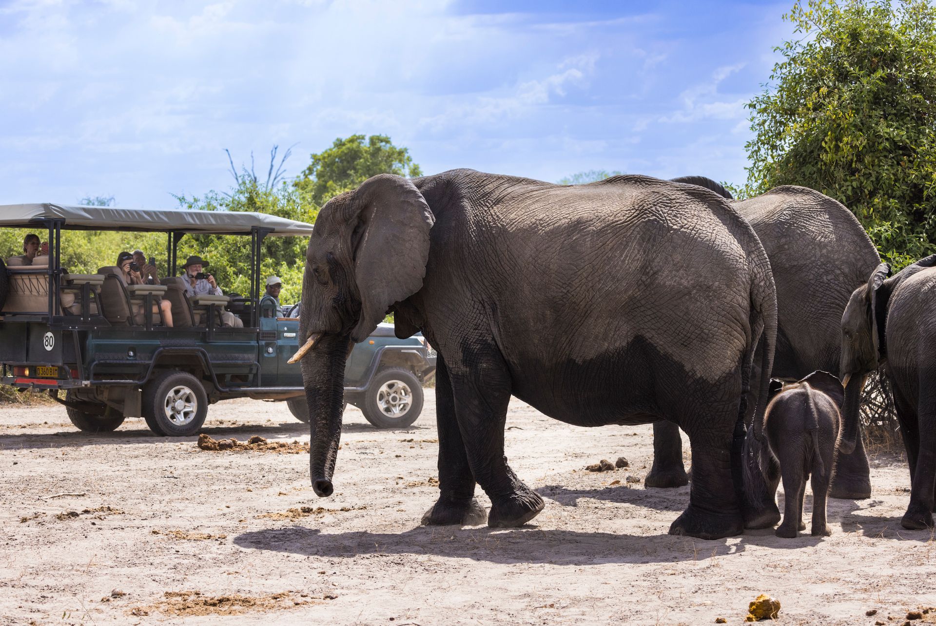 Elephants, including a calf, near a safari jeep with tourists in Africa.