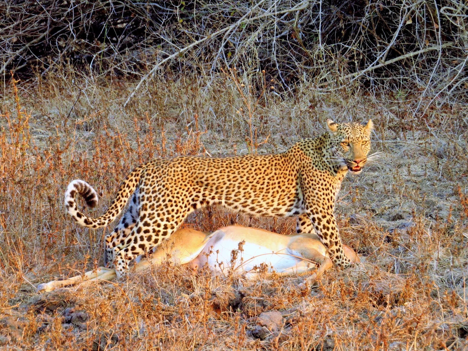 Leopard at Chikunto Safari Lodge