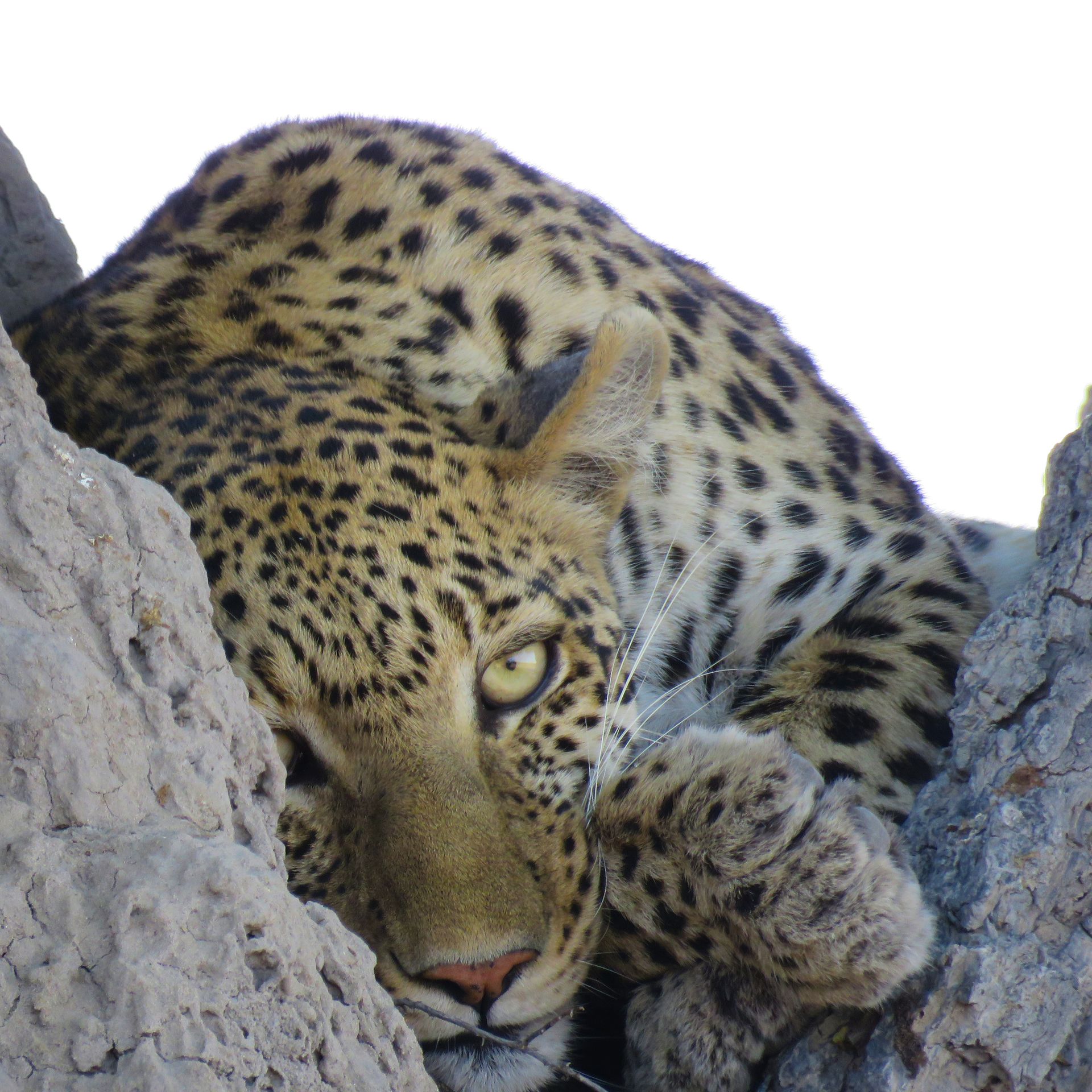 Leopard in a tree at Jumbo Junction
